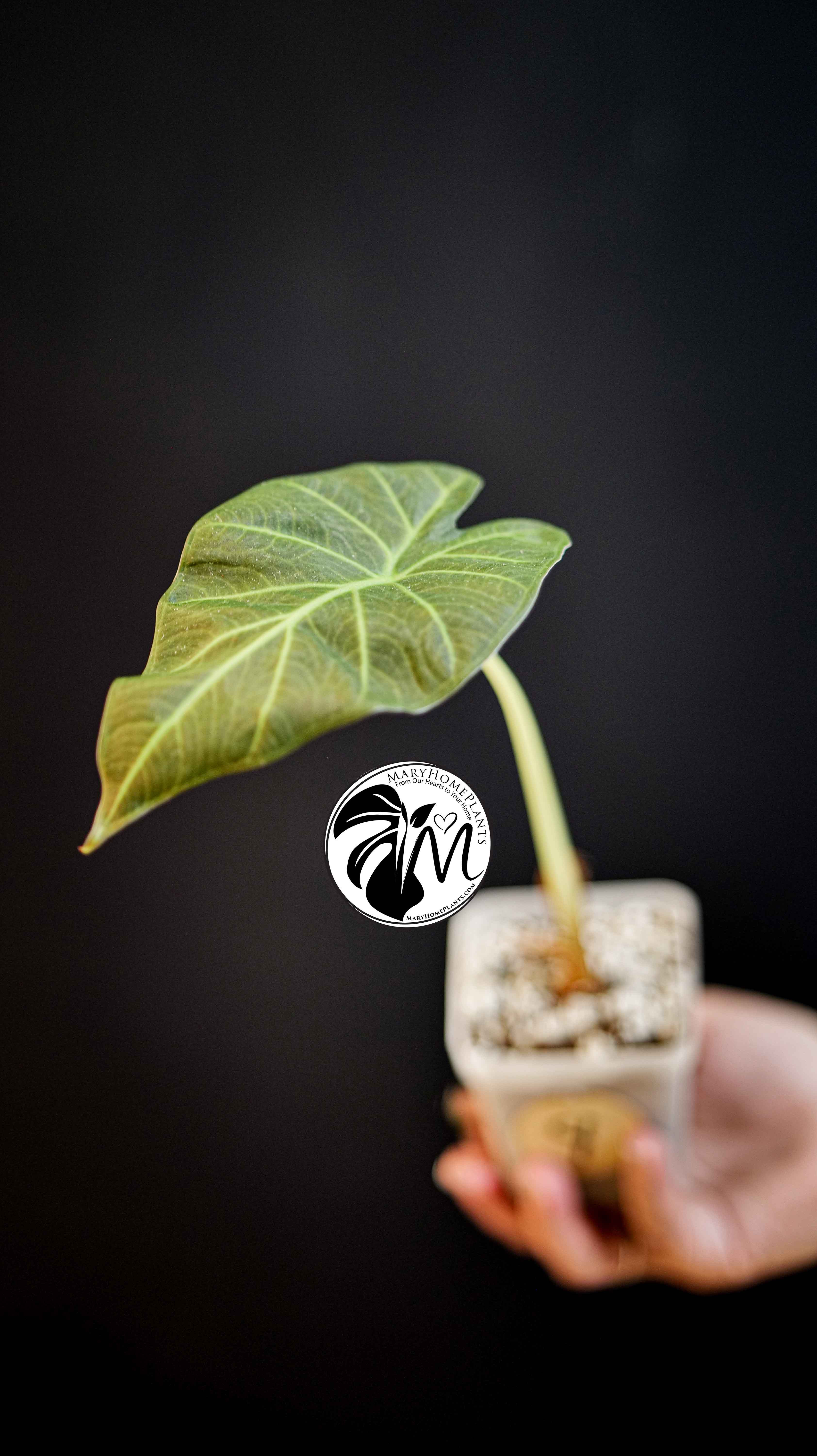 Alocasia Regal Shields