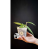 Hoya Parasitica Black Edge