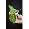 Hoya Parasitica Black Edge