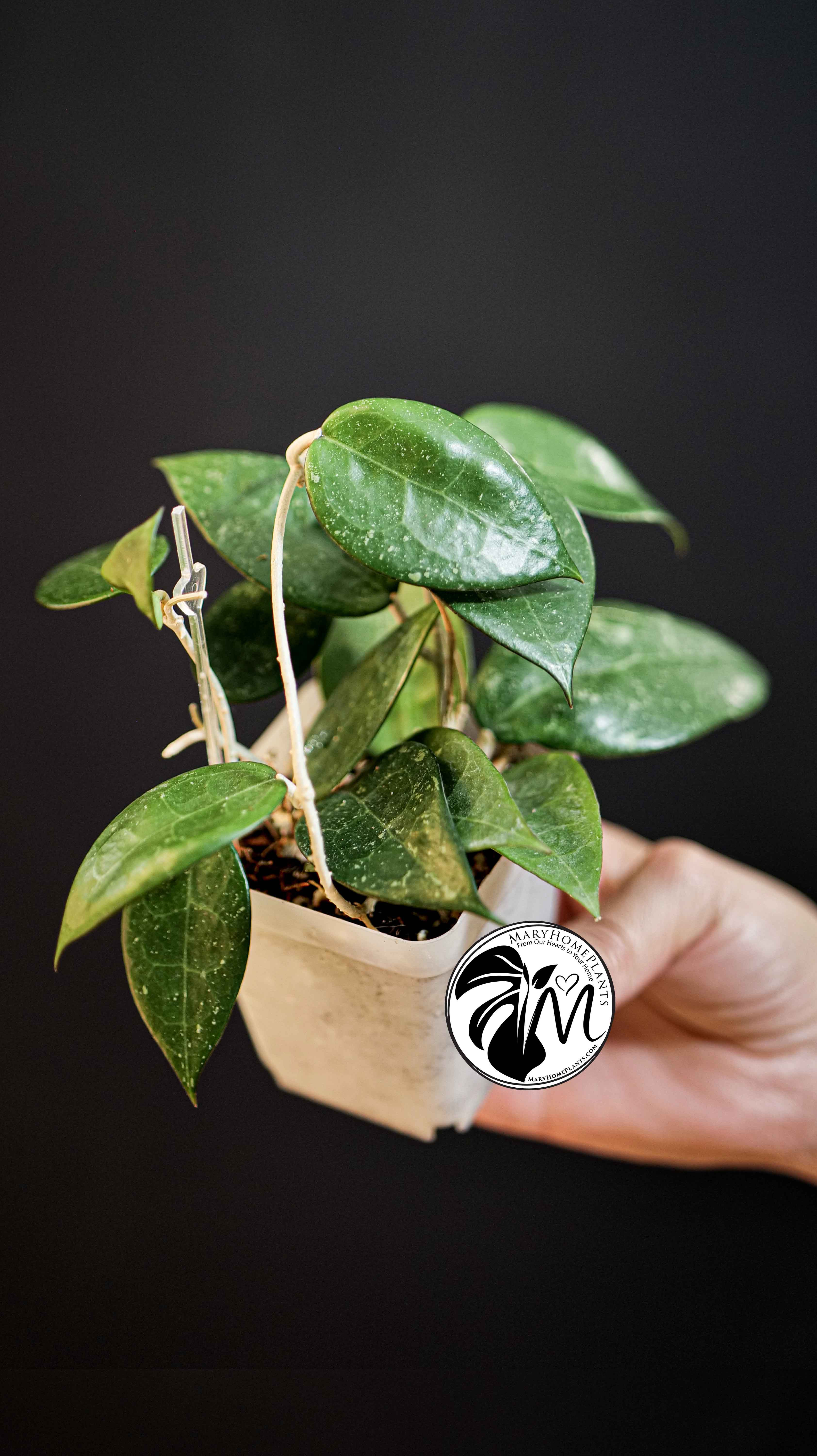 Hoya Parasitica Black Edge