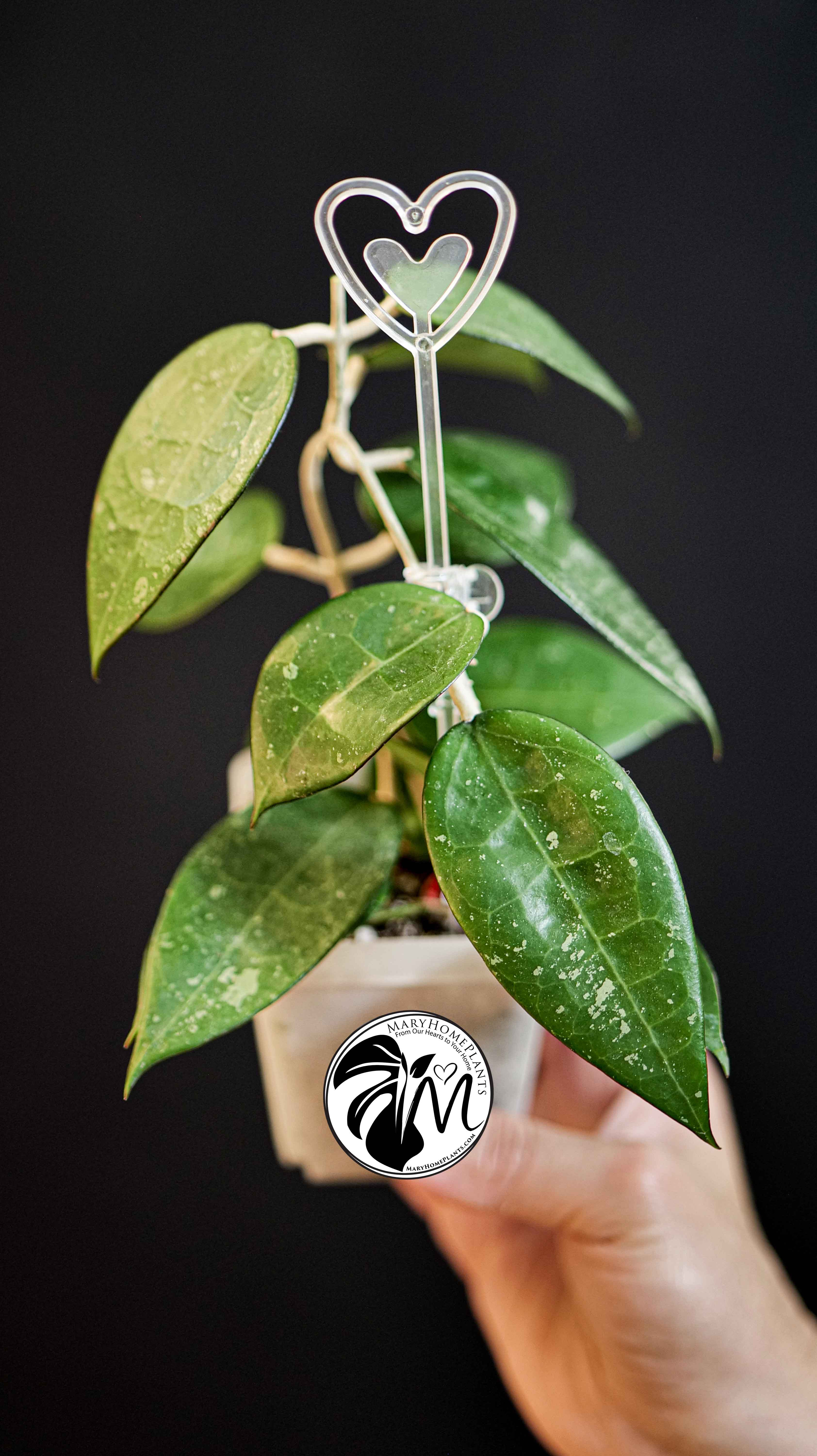 Hoya Parasitica Black Edge