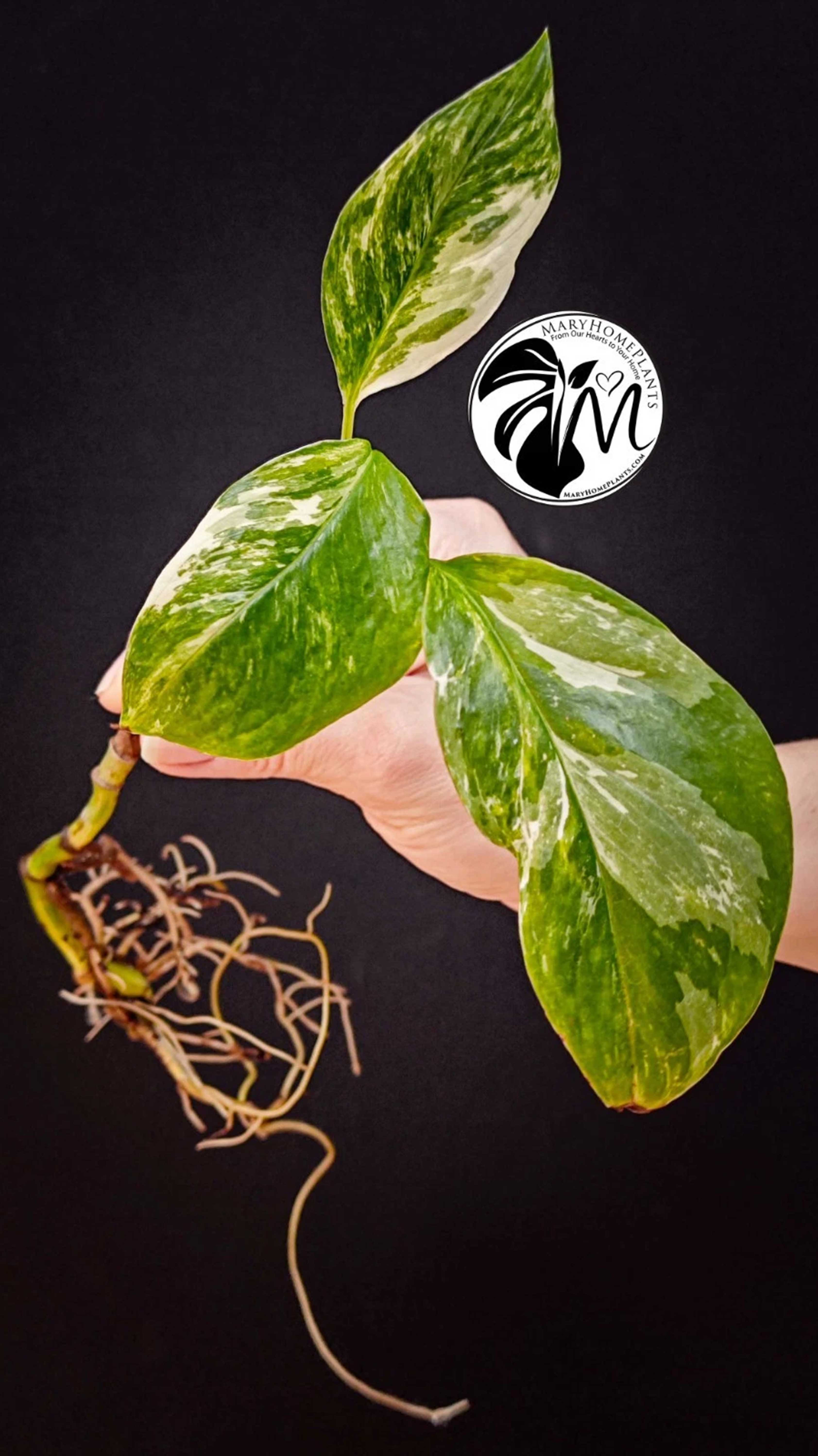 Monstera Albo Lecheriana Variegated