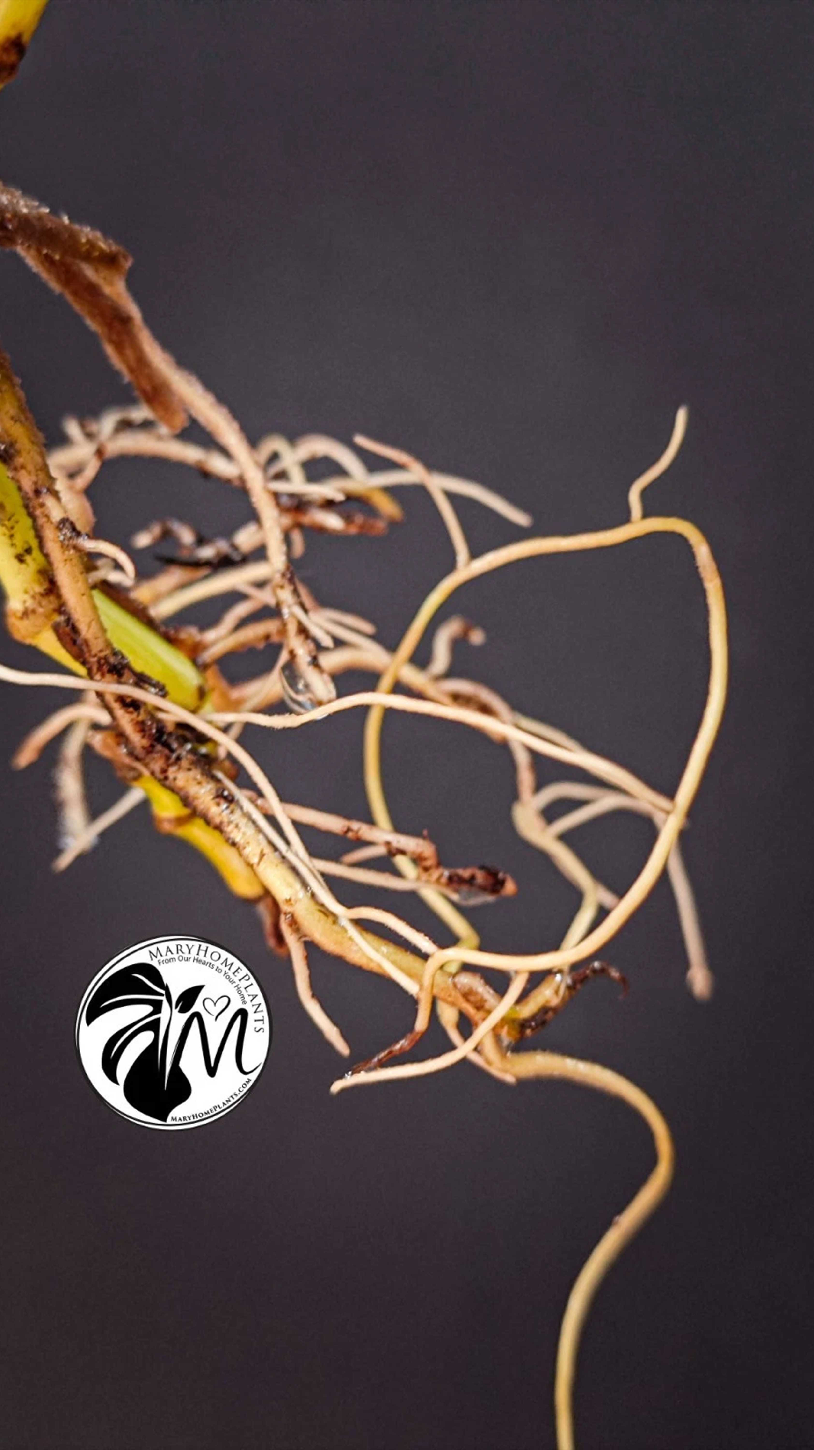 Monstera Albo Lecheriana Variegated