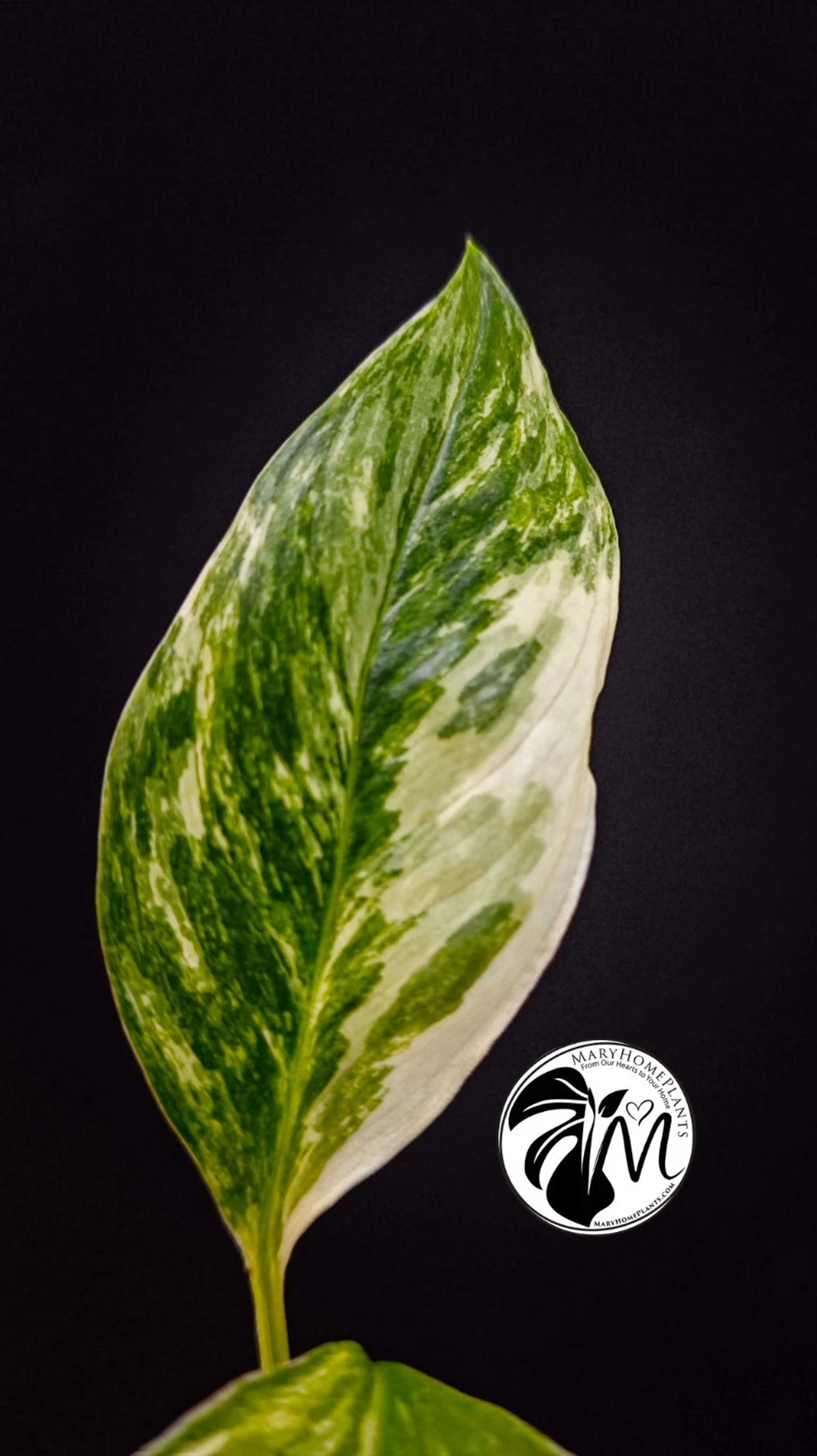 Monstera Albo Lecheriana Variegated