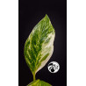 Monstera Albo Lecheriana Variegated