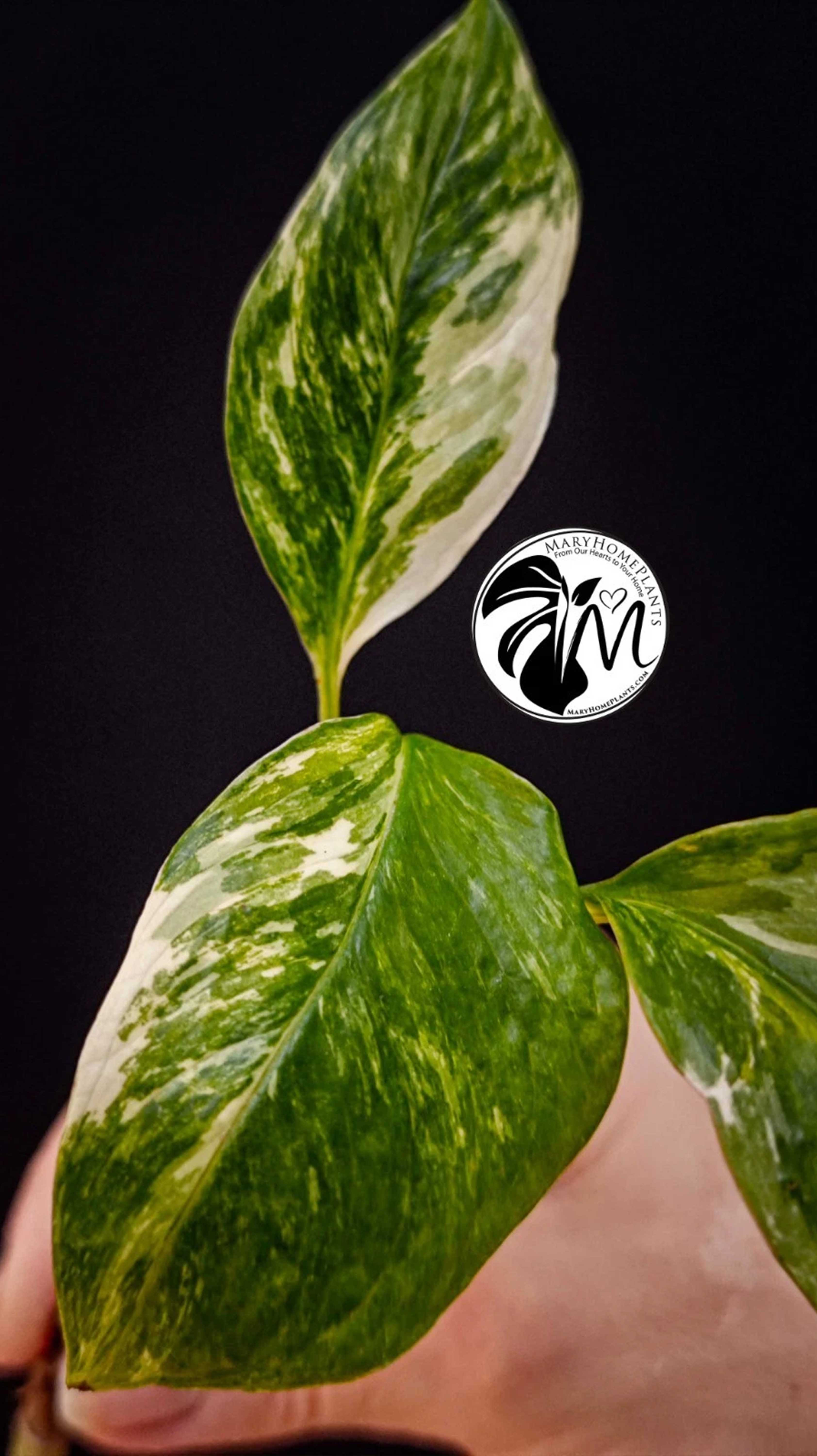 Monstera Albo Lecheriana Variegated