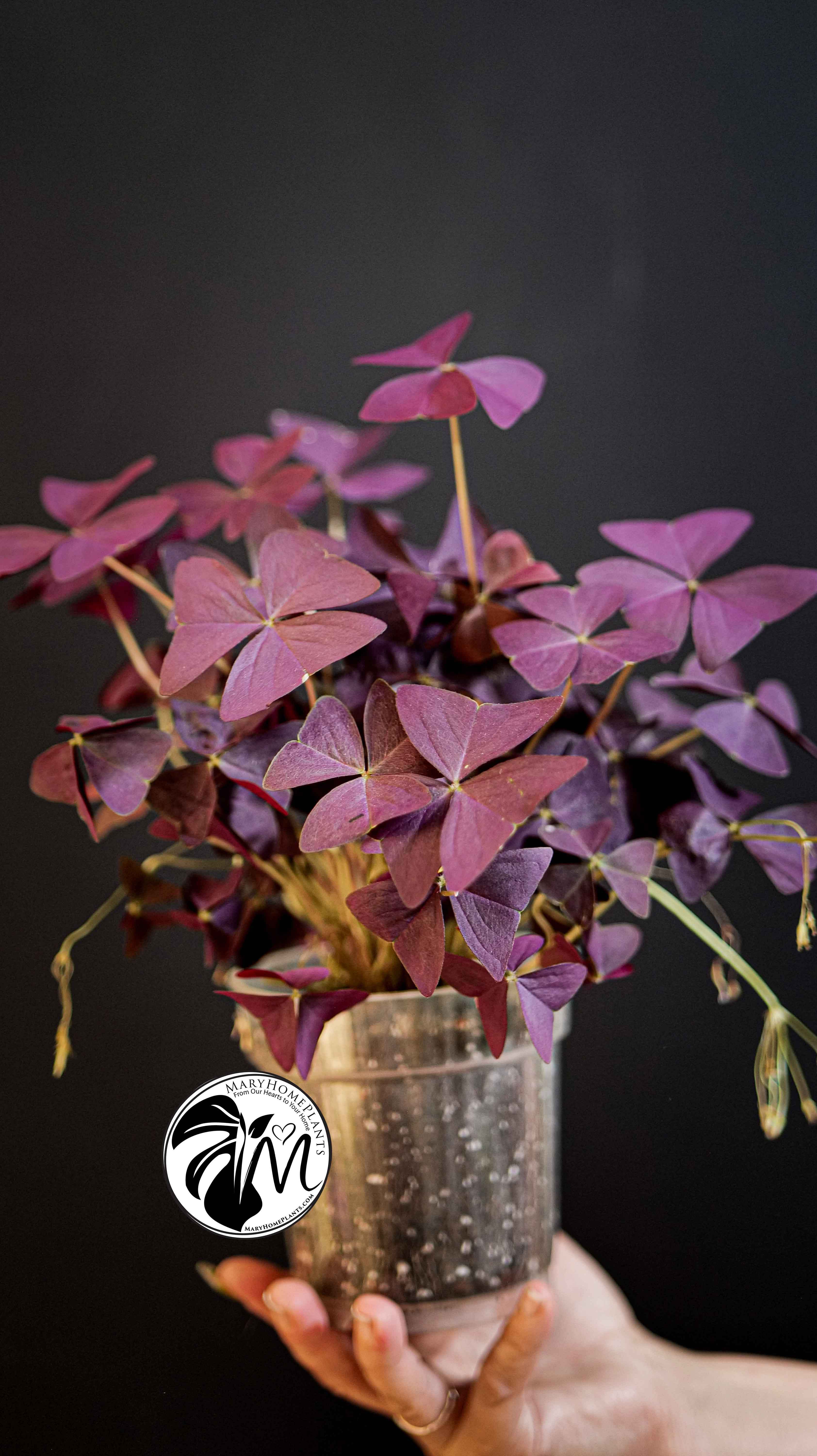 Oxalis Triangularis Mijke