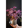 Oxalis Triangularis Mijke