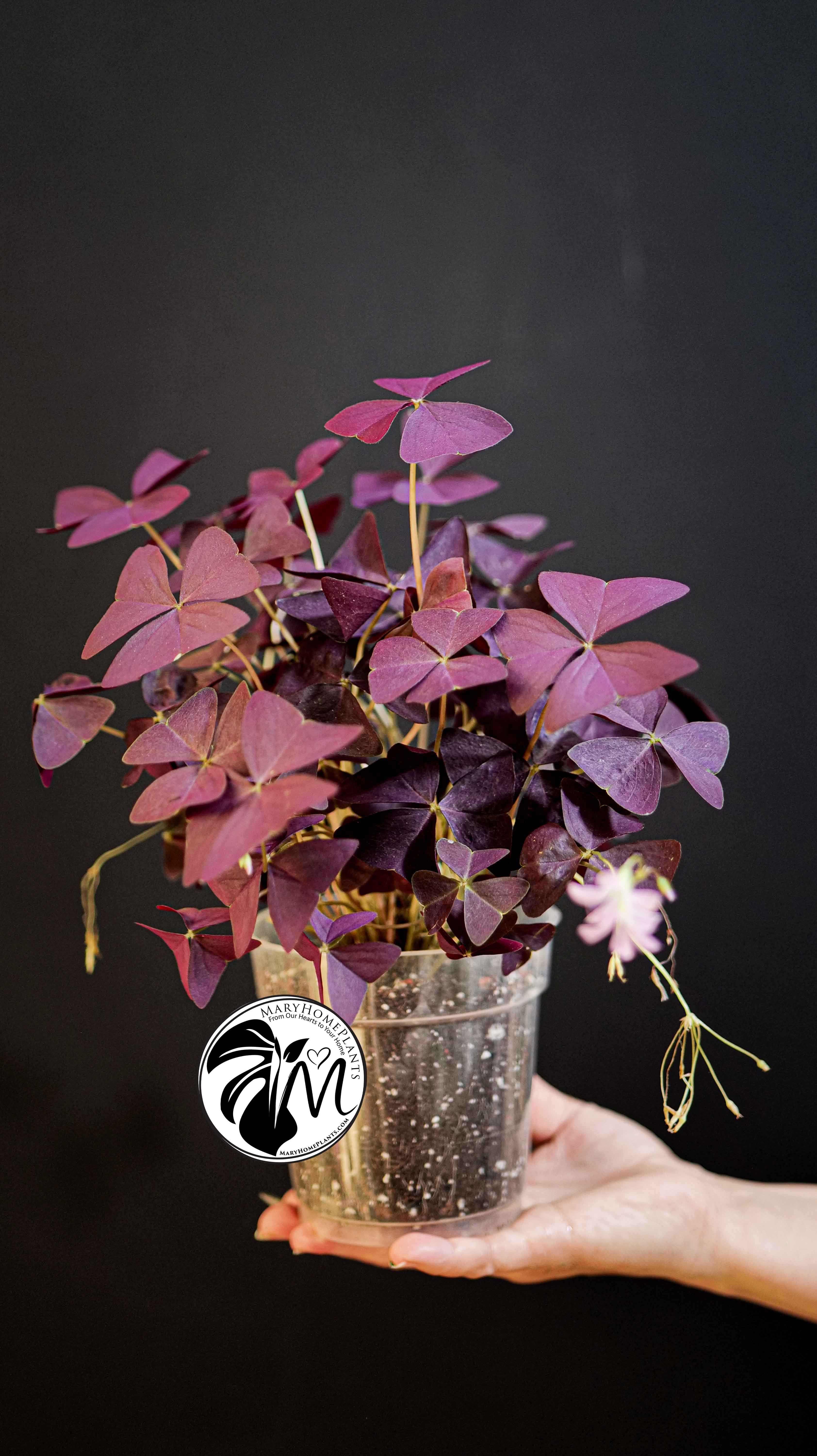 Oxalis Triangularis Mijke