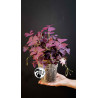 Oxalis Triangularis Mijke