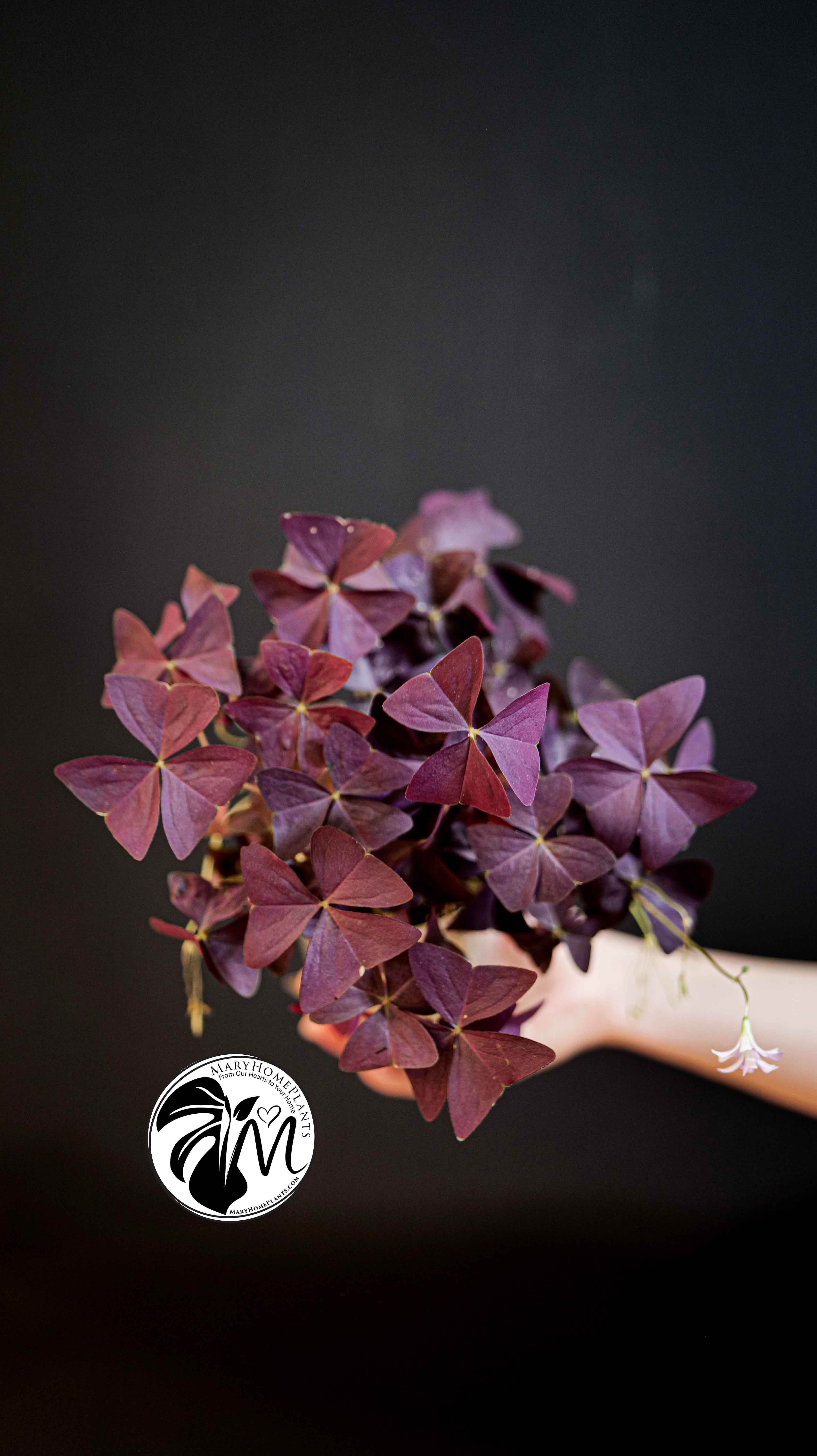 Oxalis Triangularis Mijke