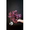 Oxalis Triangularis Mijke