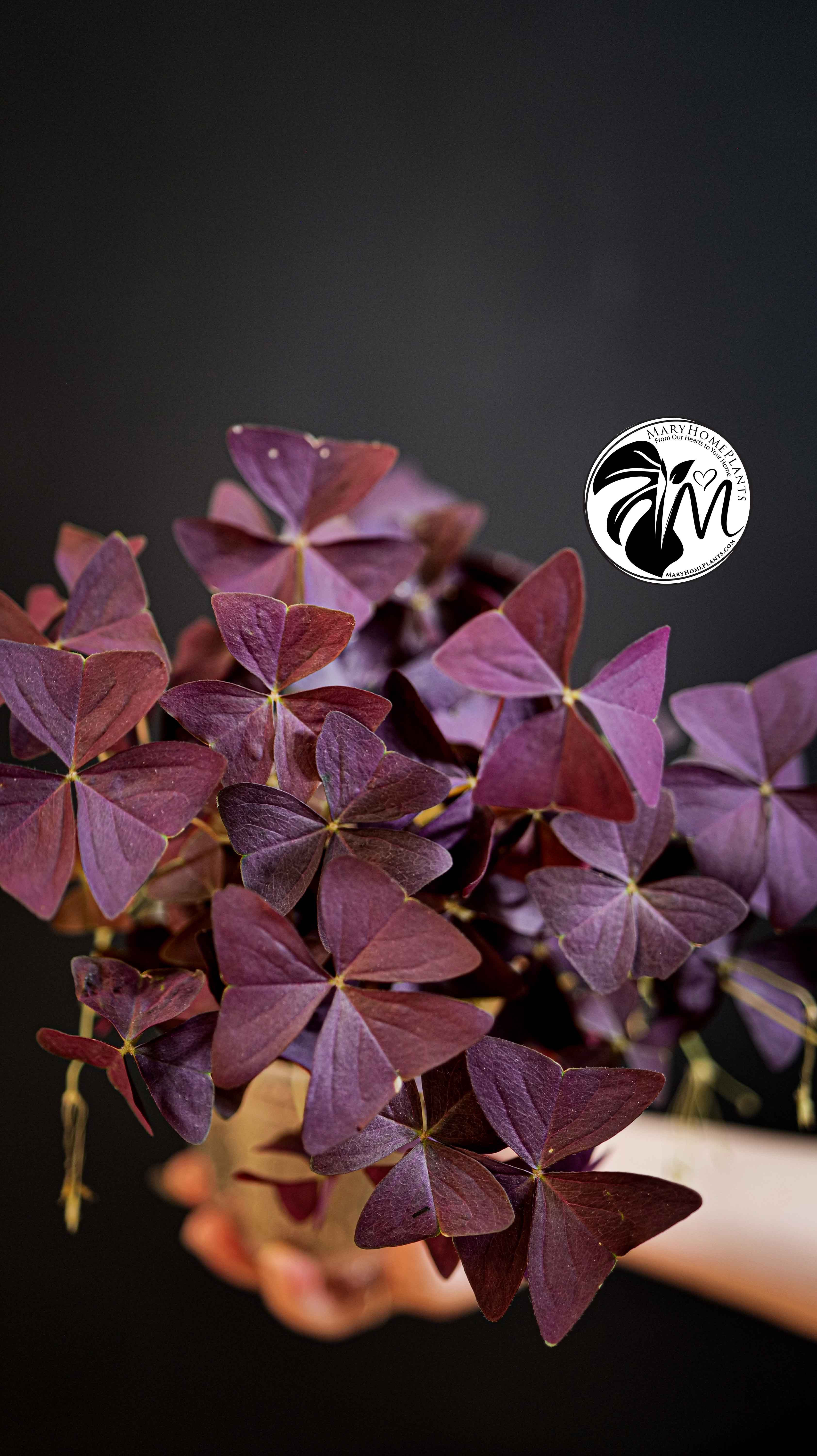 Oxalis Triangularis Mijke