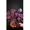 Oxalis Triangularis Mijke