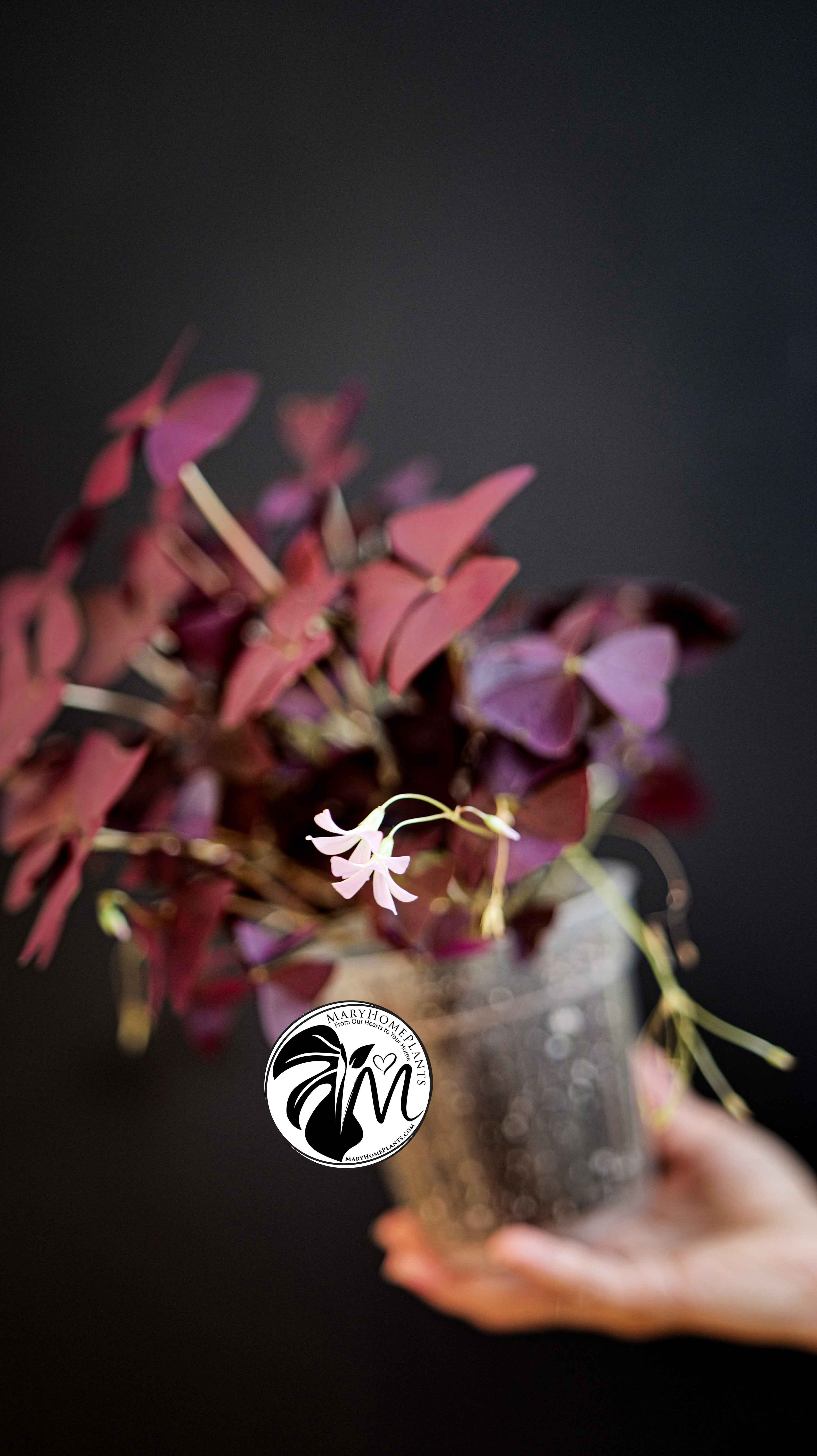 Oxalis Triangularis Mijke