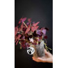 Oxalis Triangularis Mijke