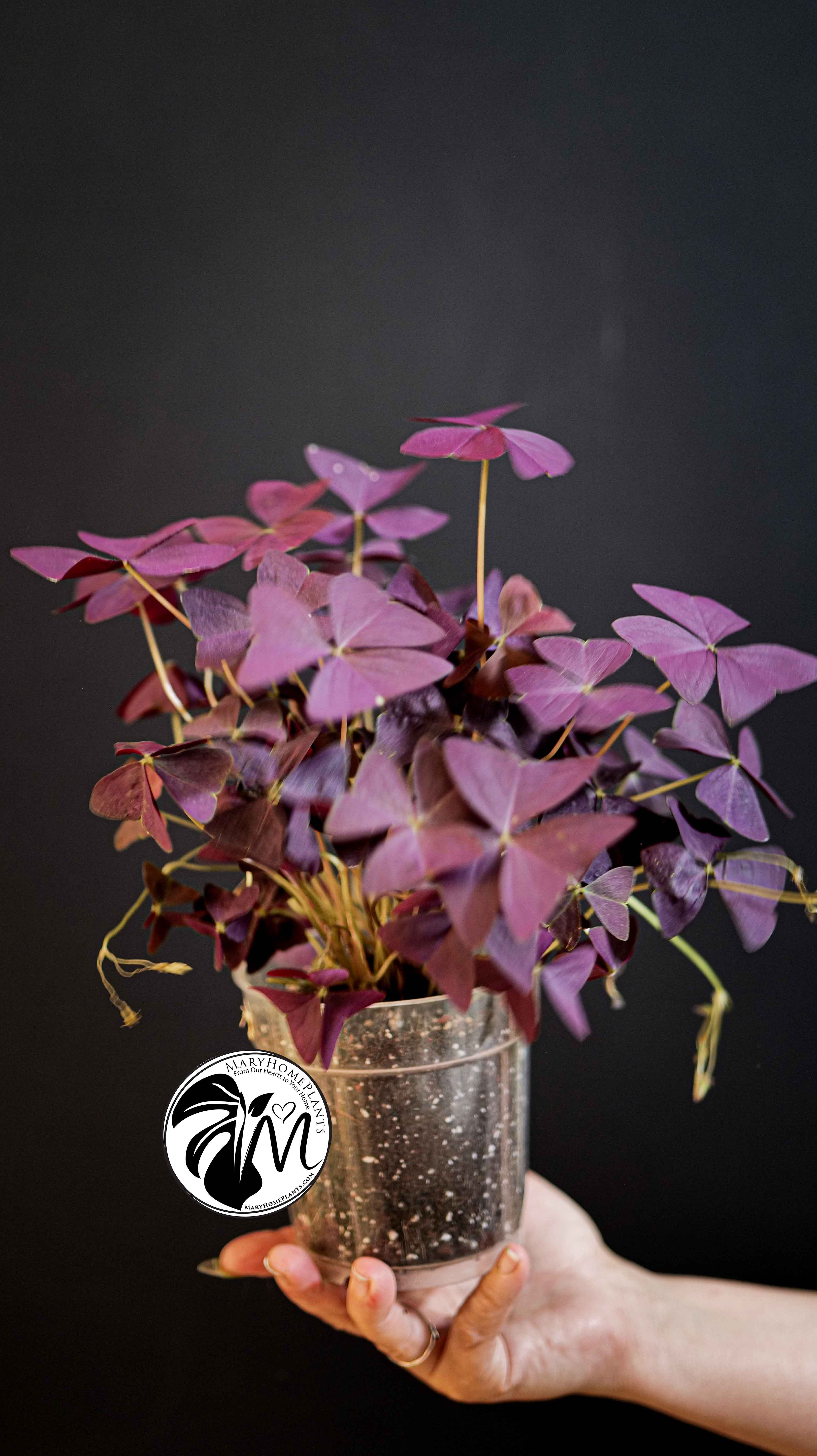 Oxalis Triangularis Mijke