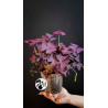 Oxalis Triangularis Mijke