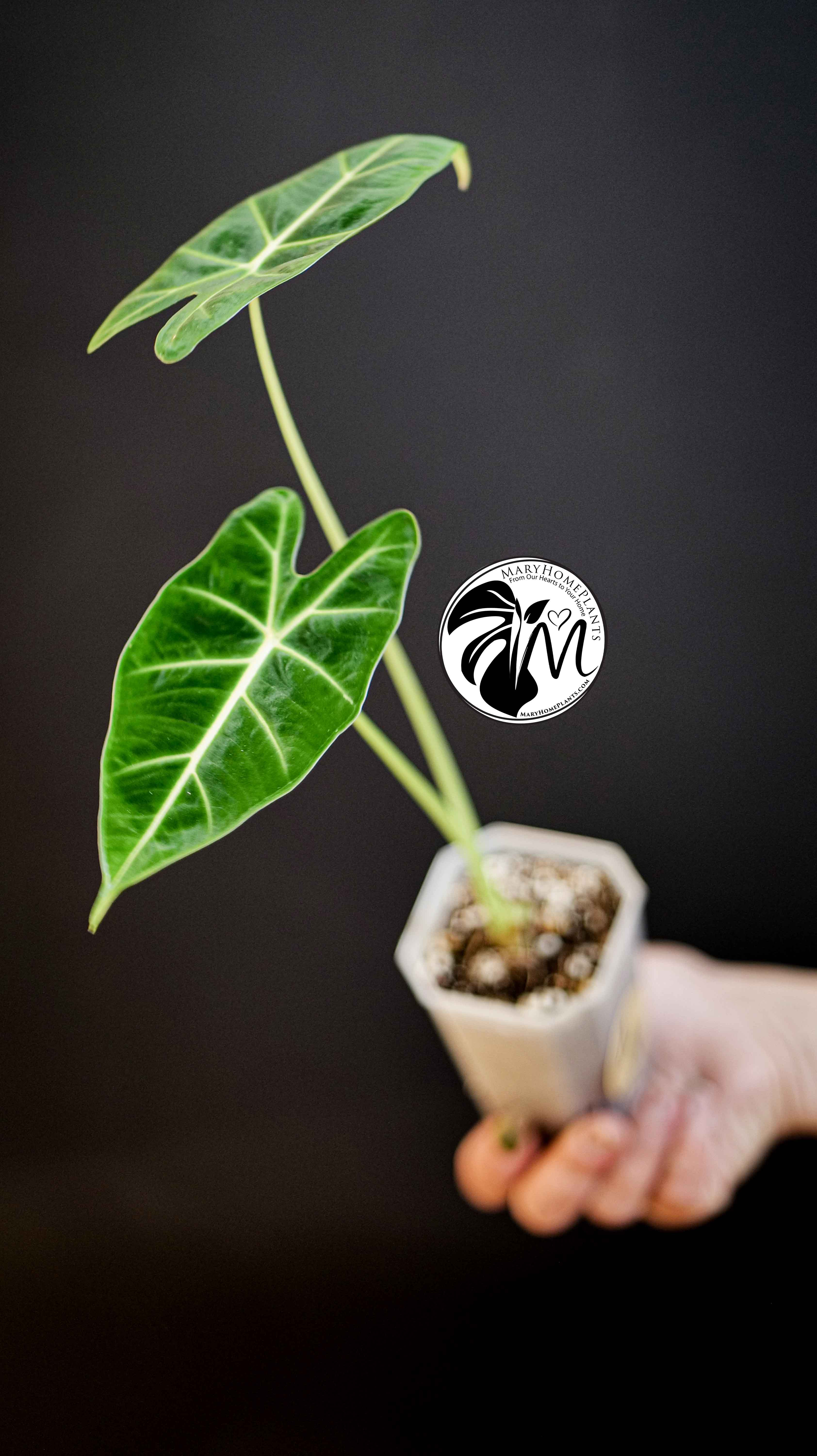 Alocasia FrydekAlocasia Frydek