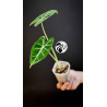 Alocasia FrydekAlocasia Frydek