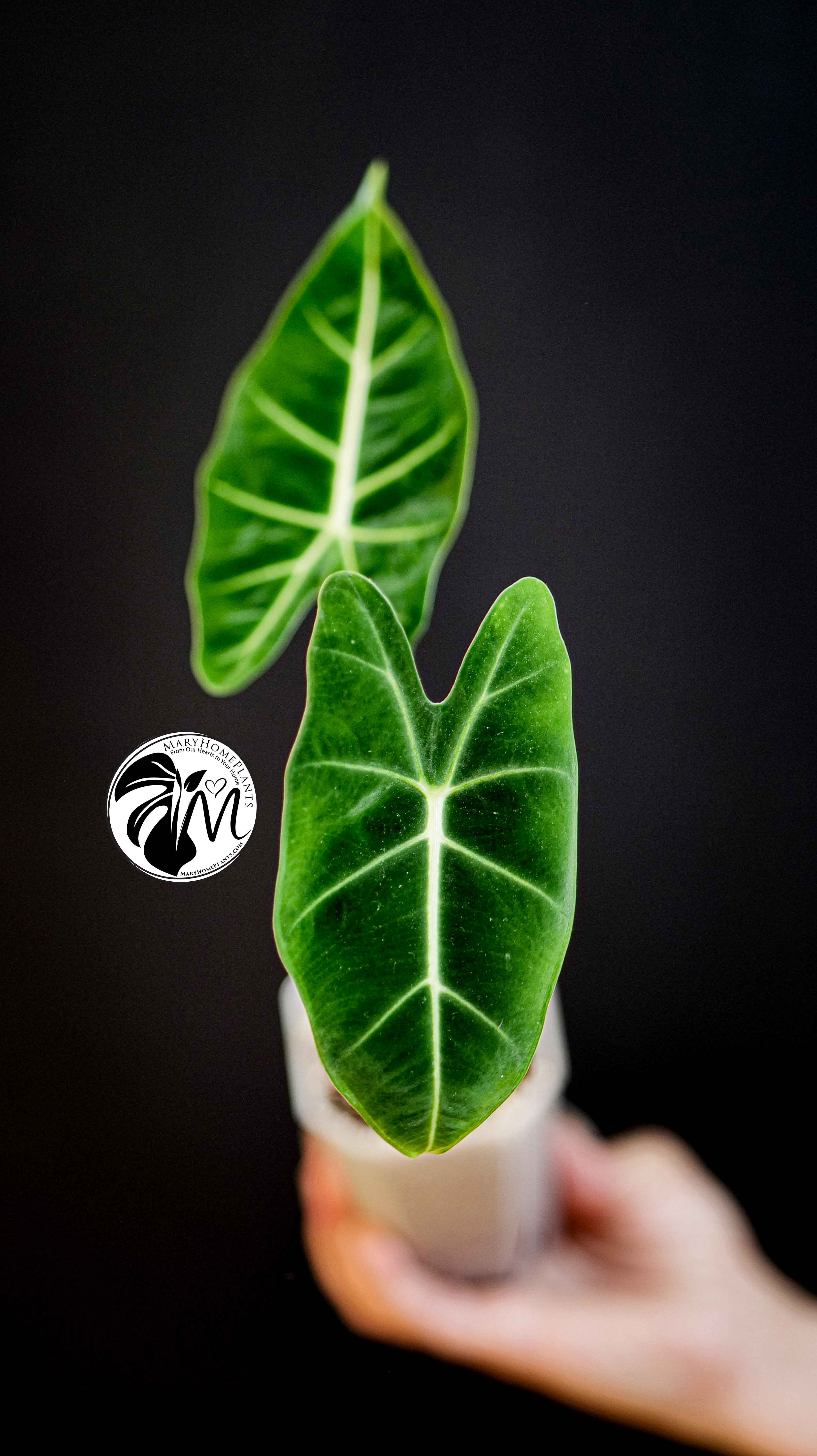 Alocasia FrydekAlocasia Frydek