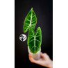 Alocasia FrydekAlocasia Frydek