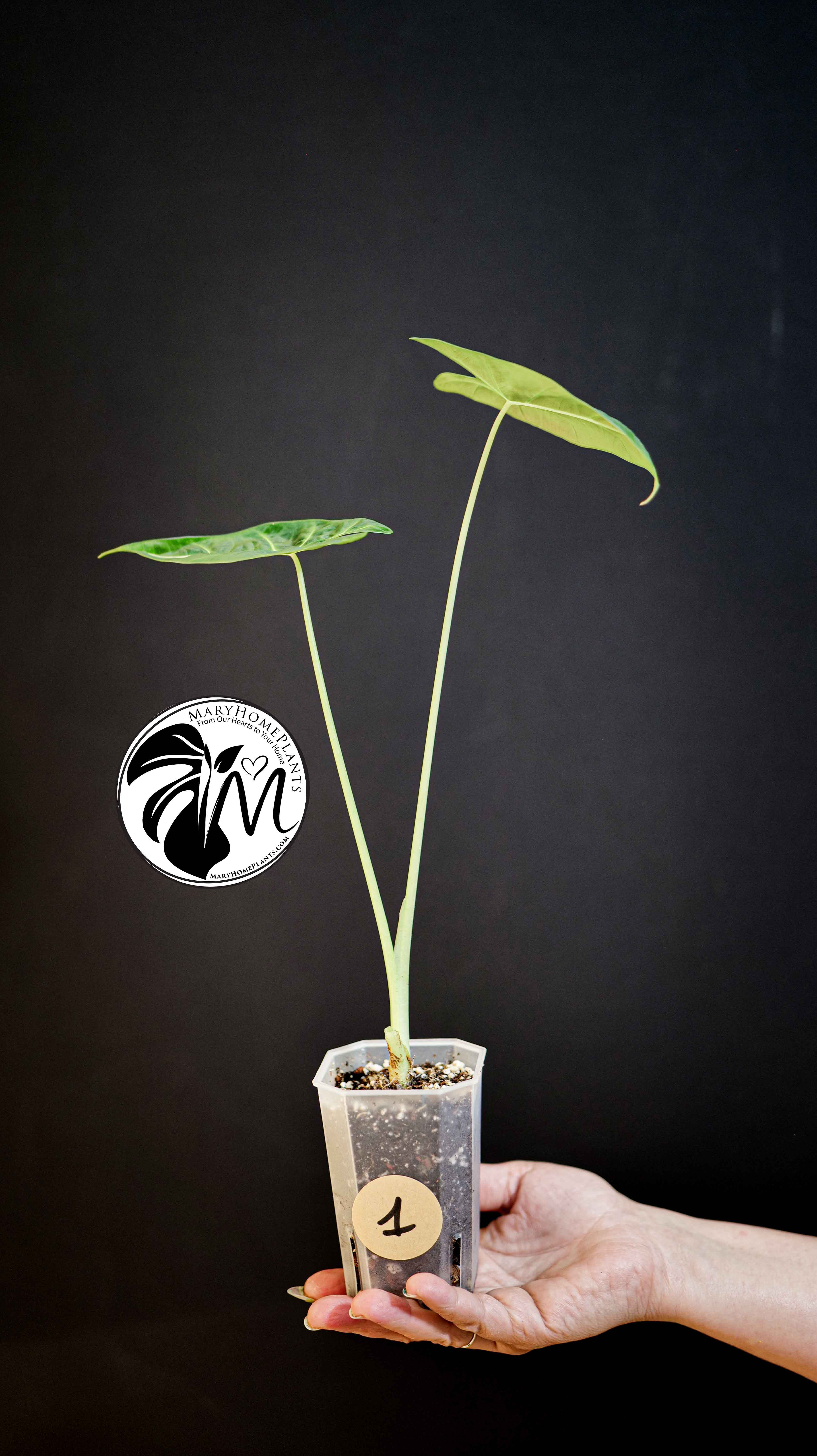 Alocasia FrydekAlocasia Frydek
