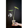 Alocasia FrydekAlocasia Frydek
