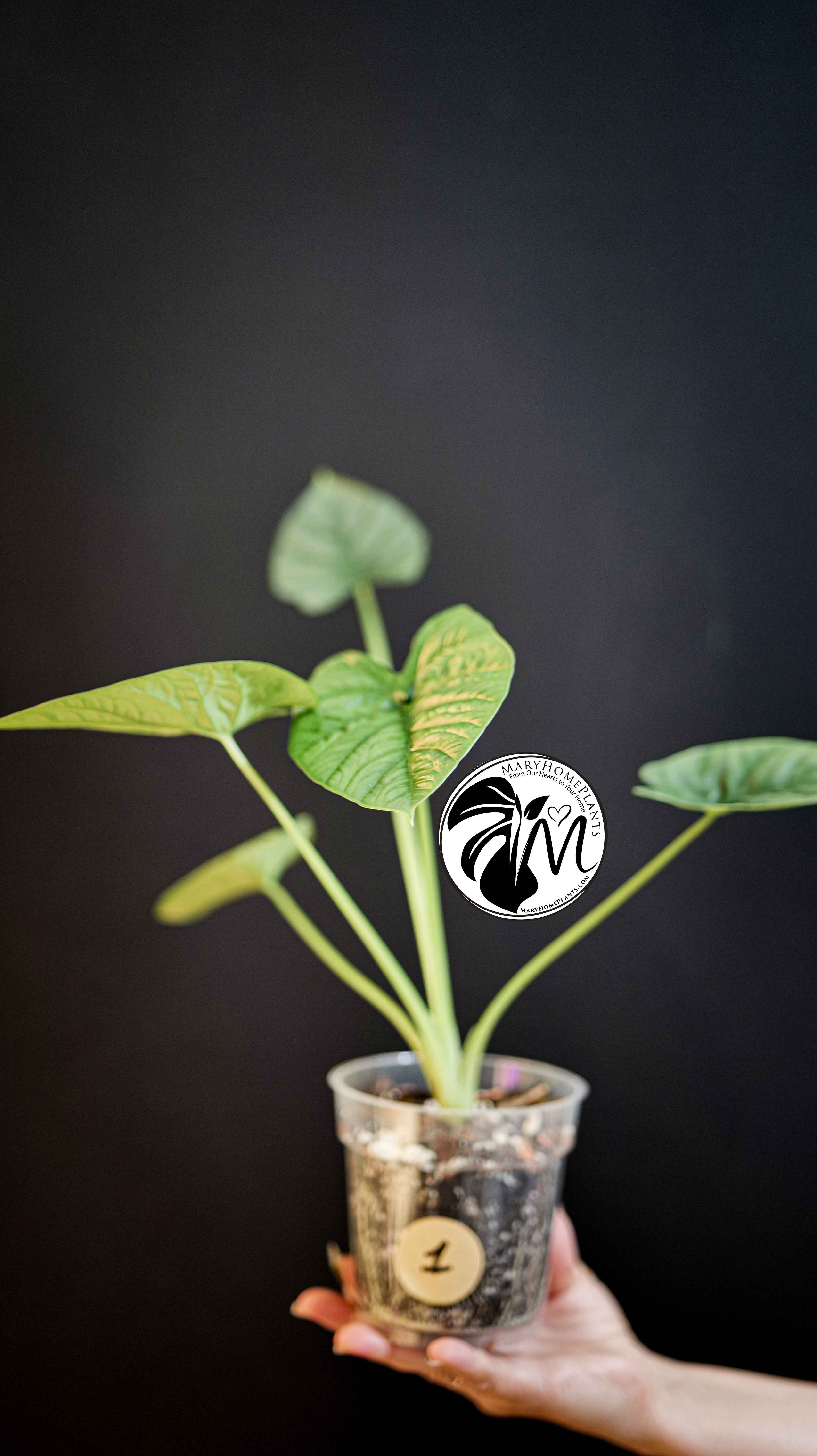 Alocasia Lukiwan