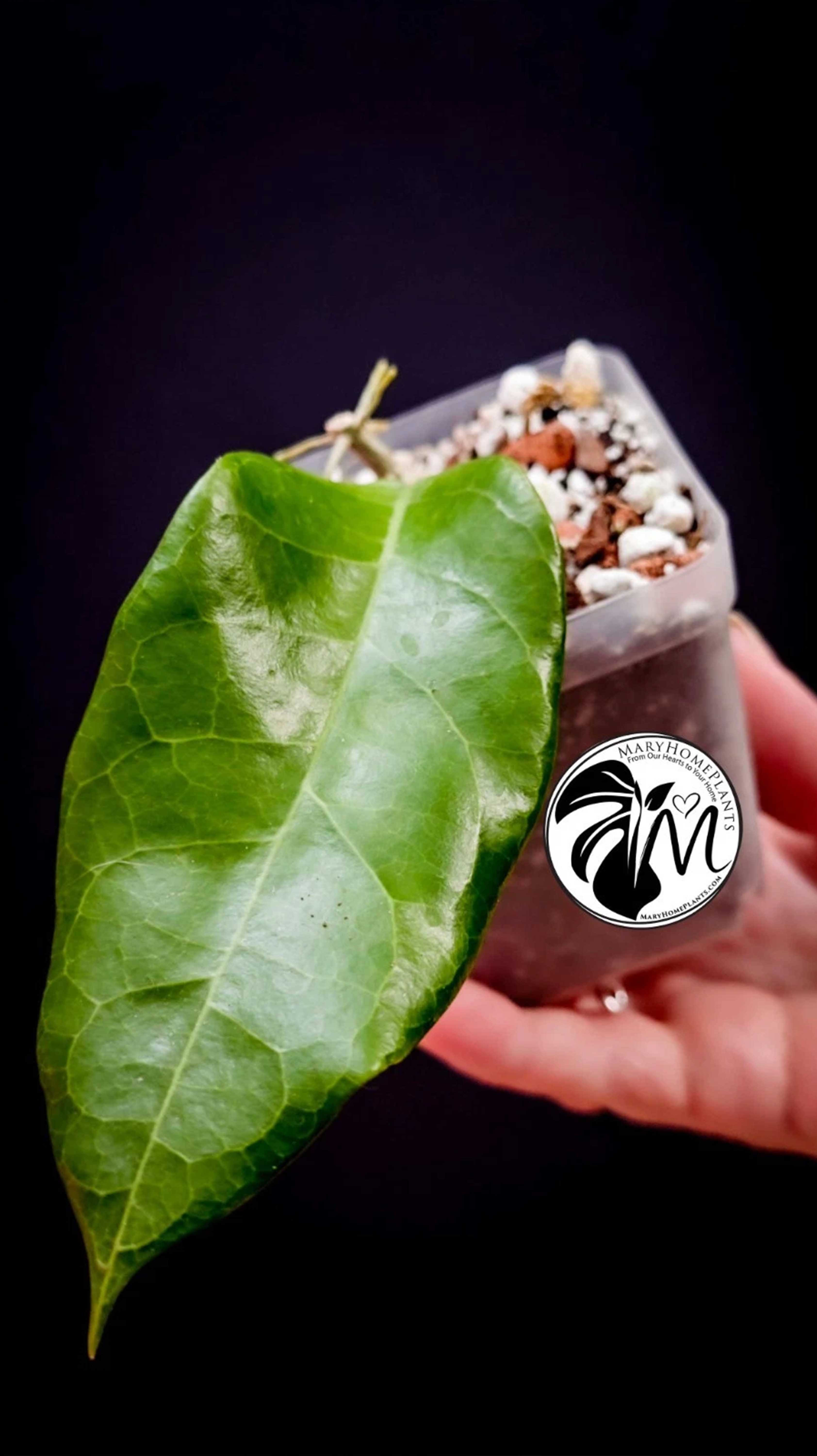 Hoya Flores Island UT 039