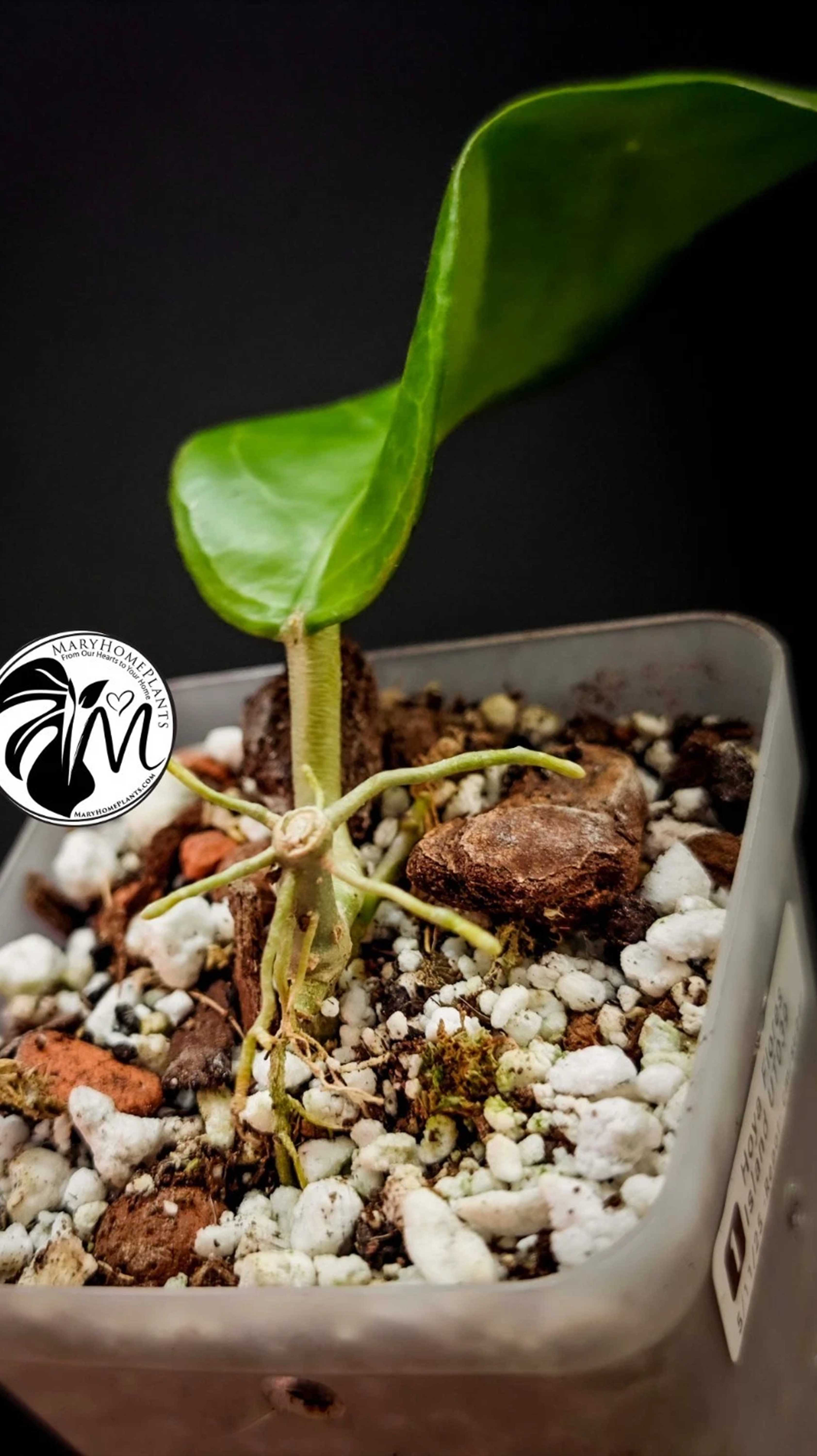 Hoya Flores Island UT 039