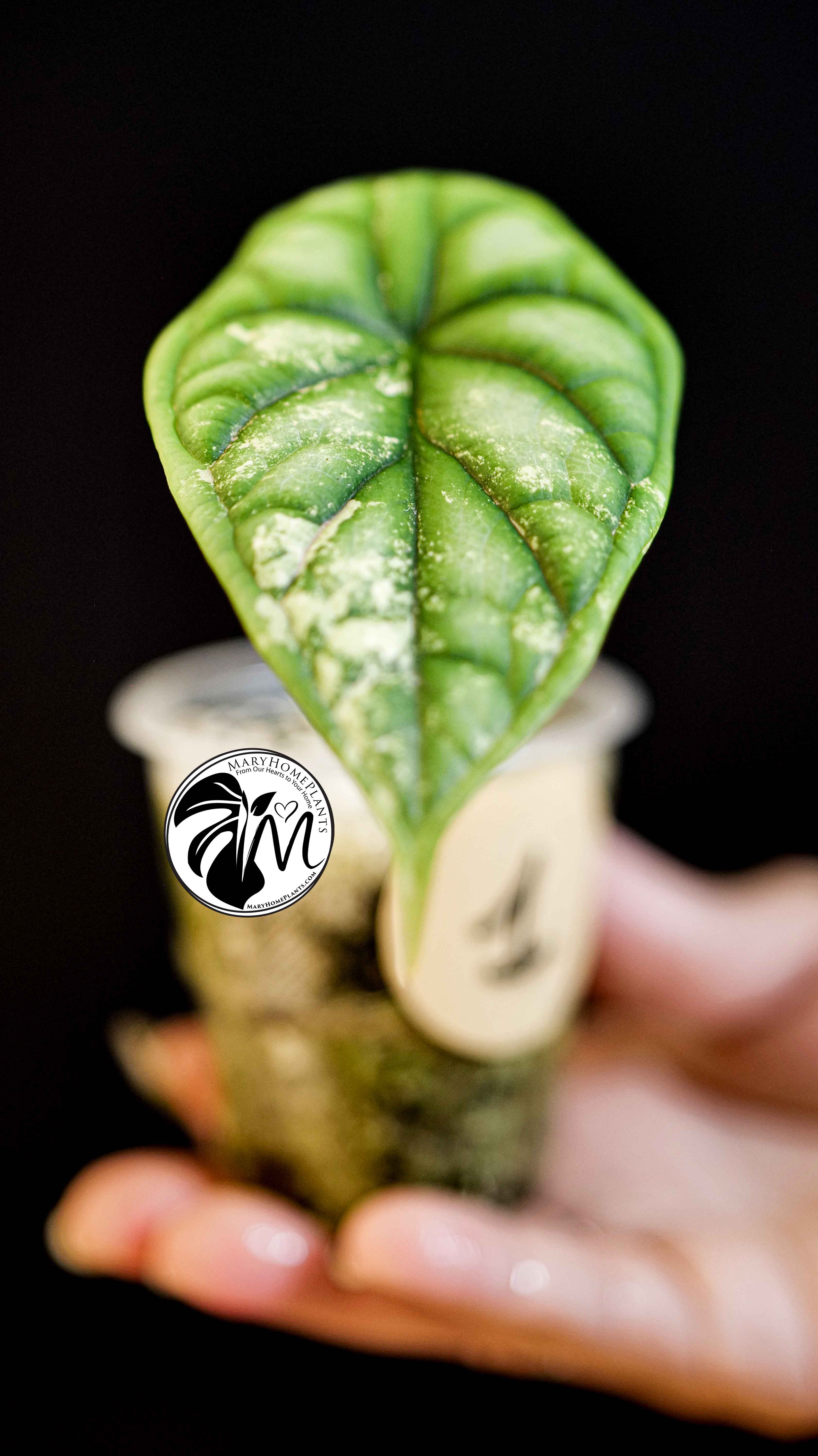 Alocasia Dragon Scale Variegated