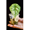Alocasia Dragon Scale Variegated