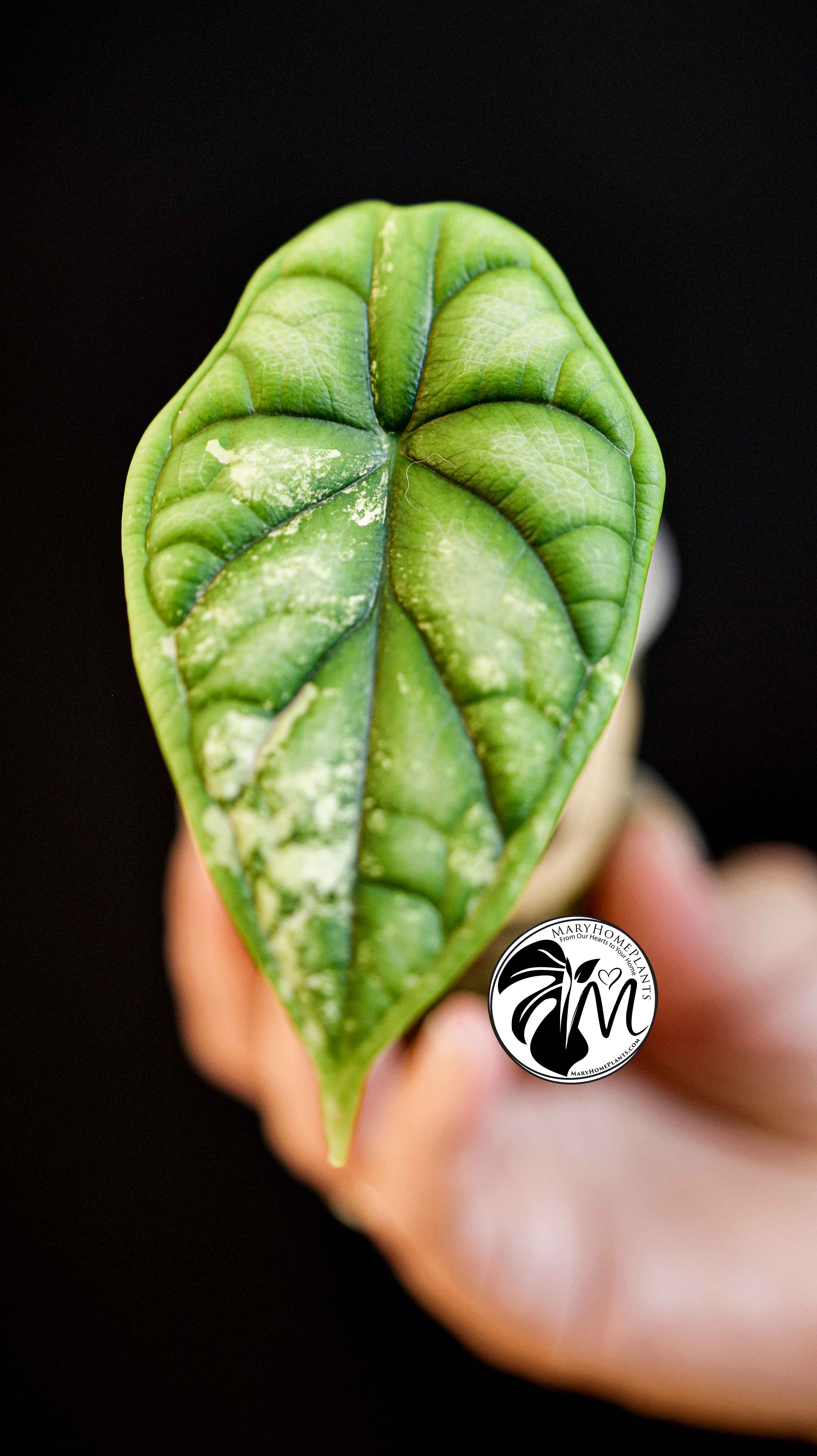Alocasia Dragon Scale Variegated