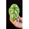 Alocasia Dragon Scale Variegated
