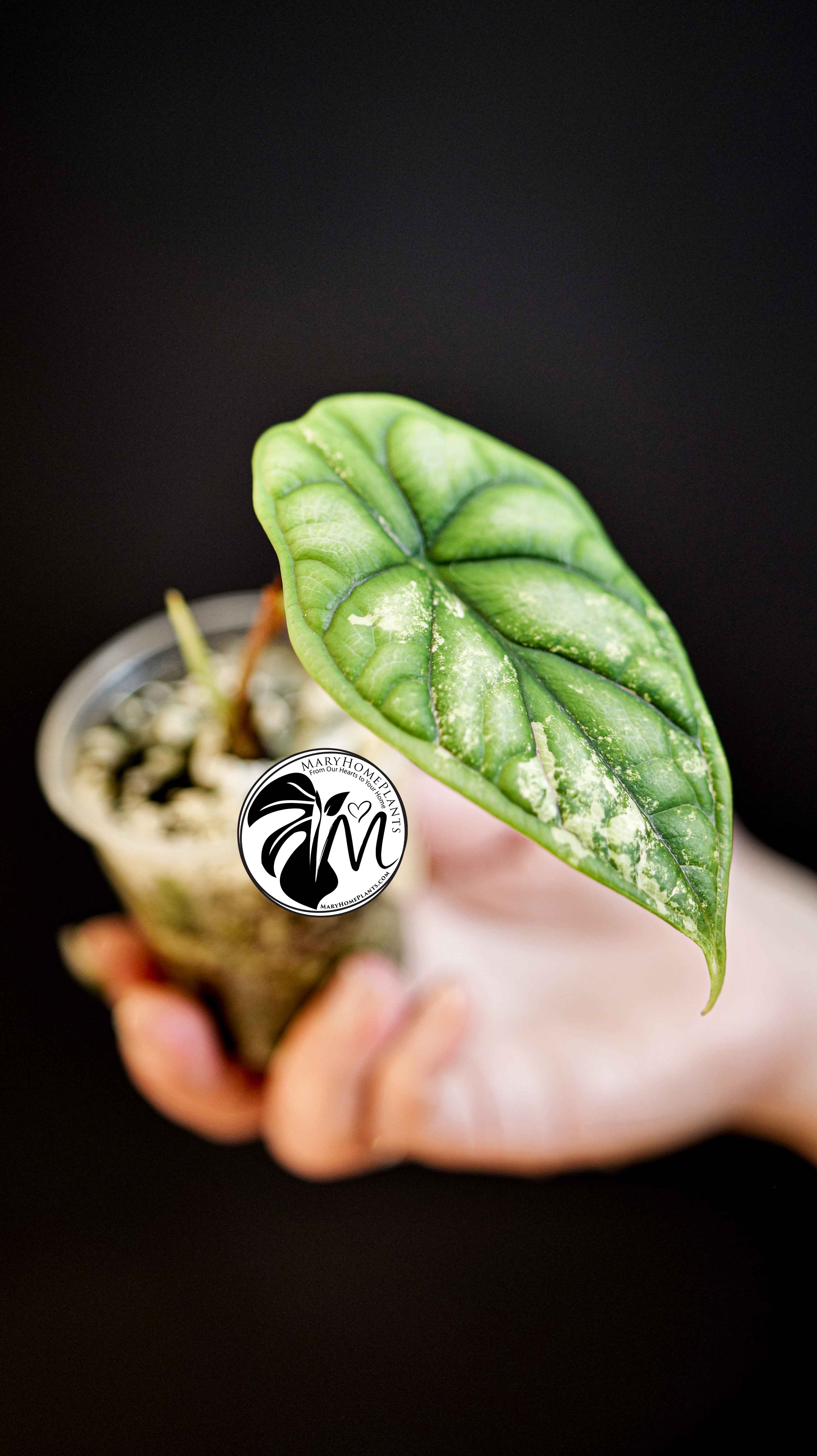 Alocasia Dragon Scale Variegated
