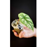 Alocasia Dragon Scale Variegated