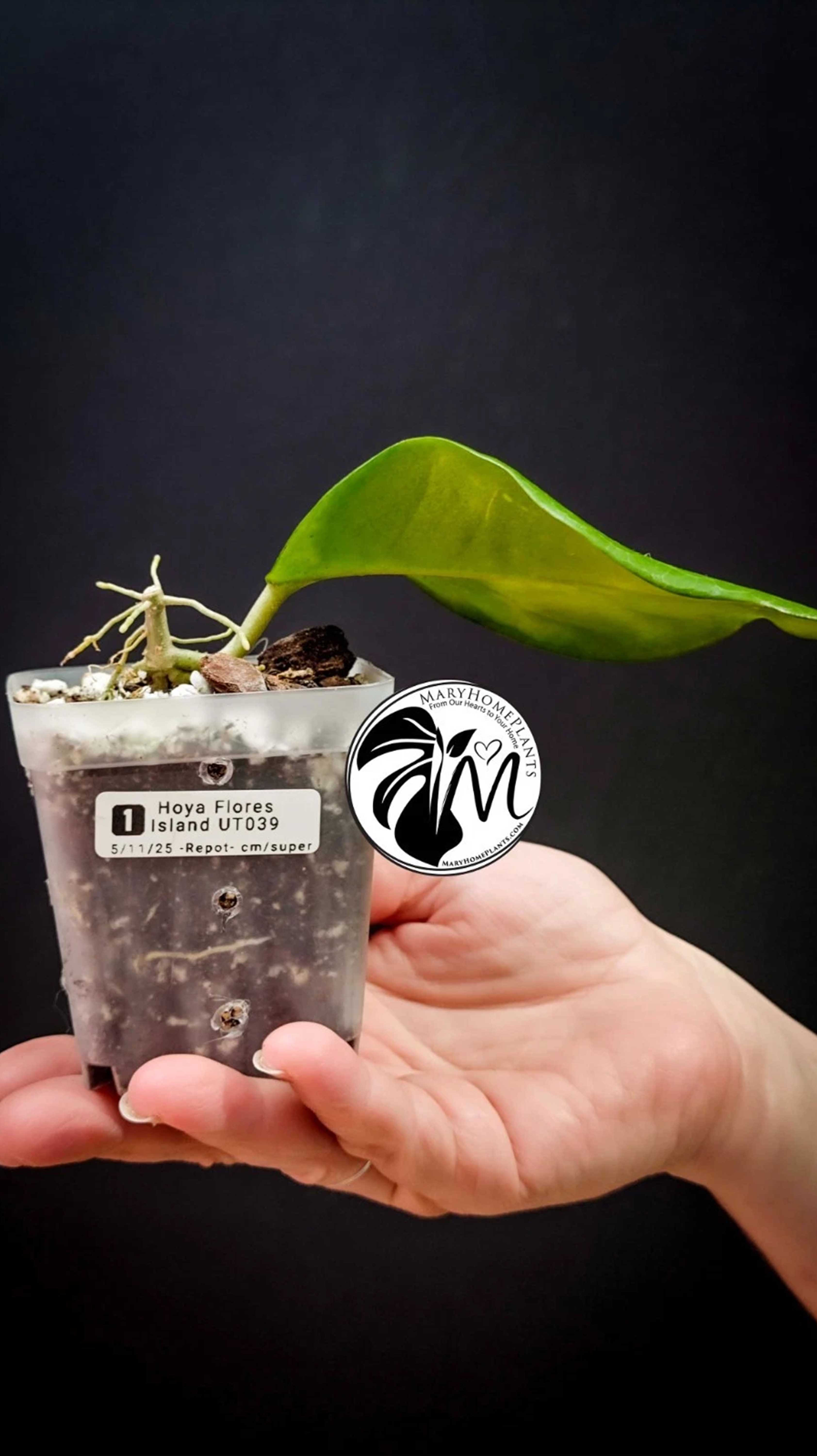 Hoya Flores Island UT 039