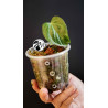 Anthurium Queen of Hearts
