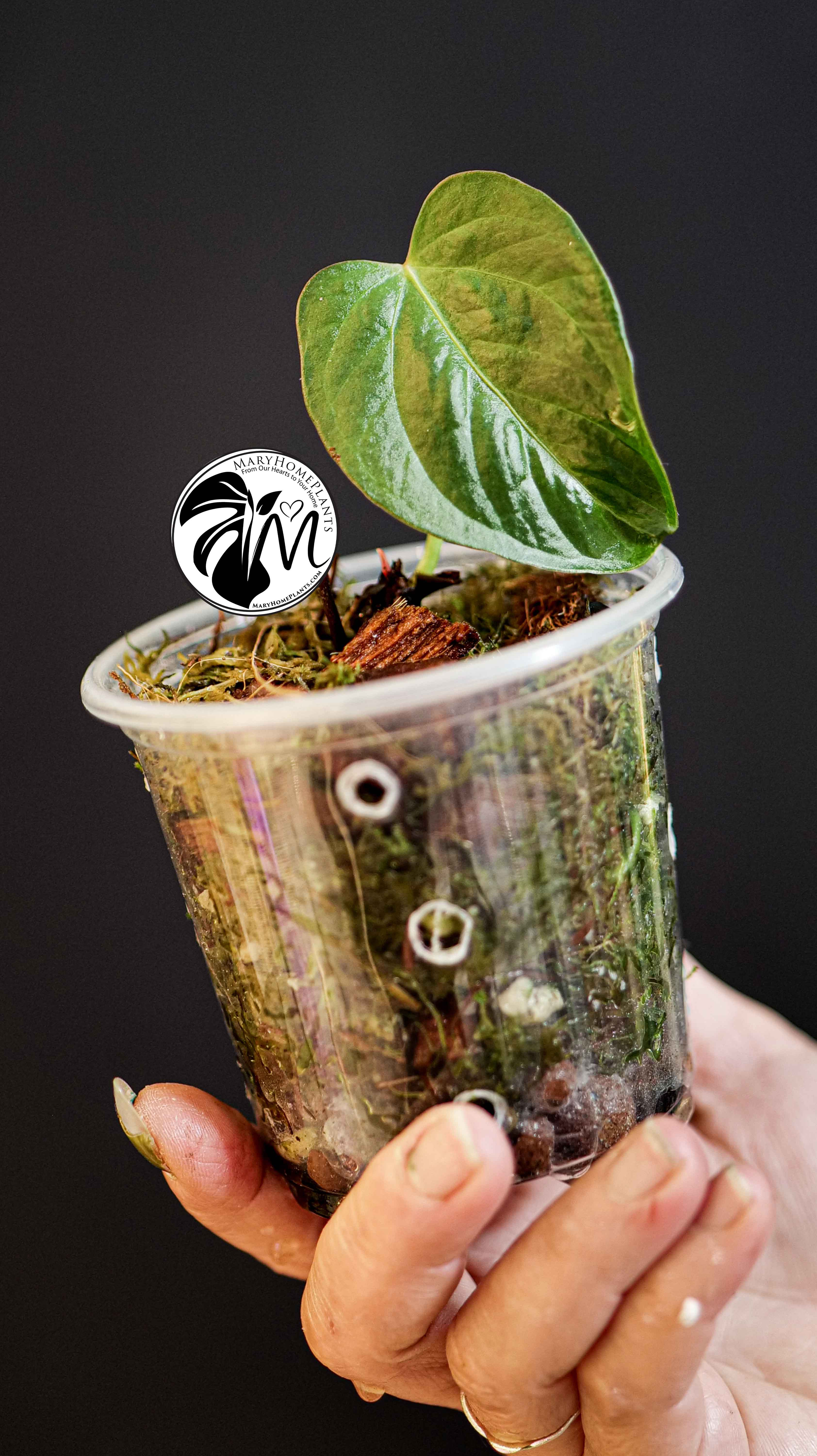 Anthurium Queen of Hearts