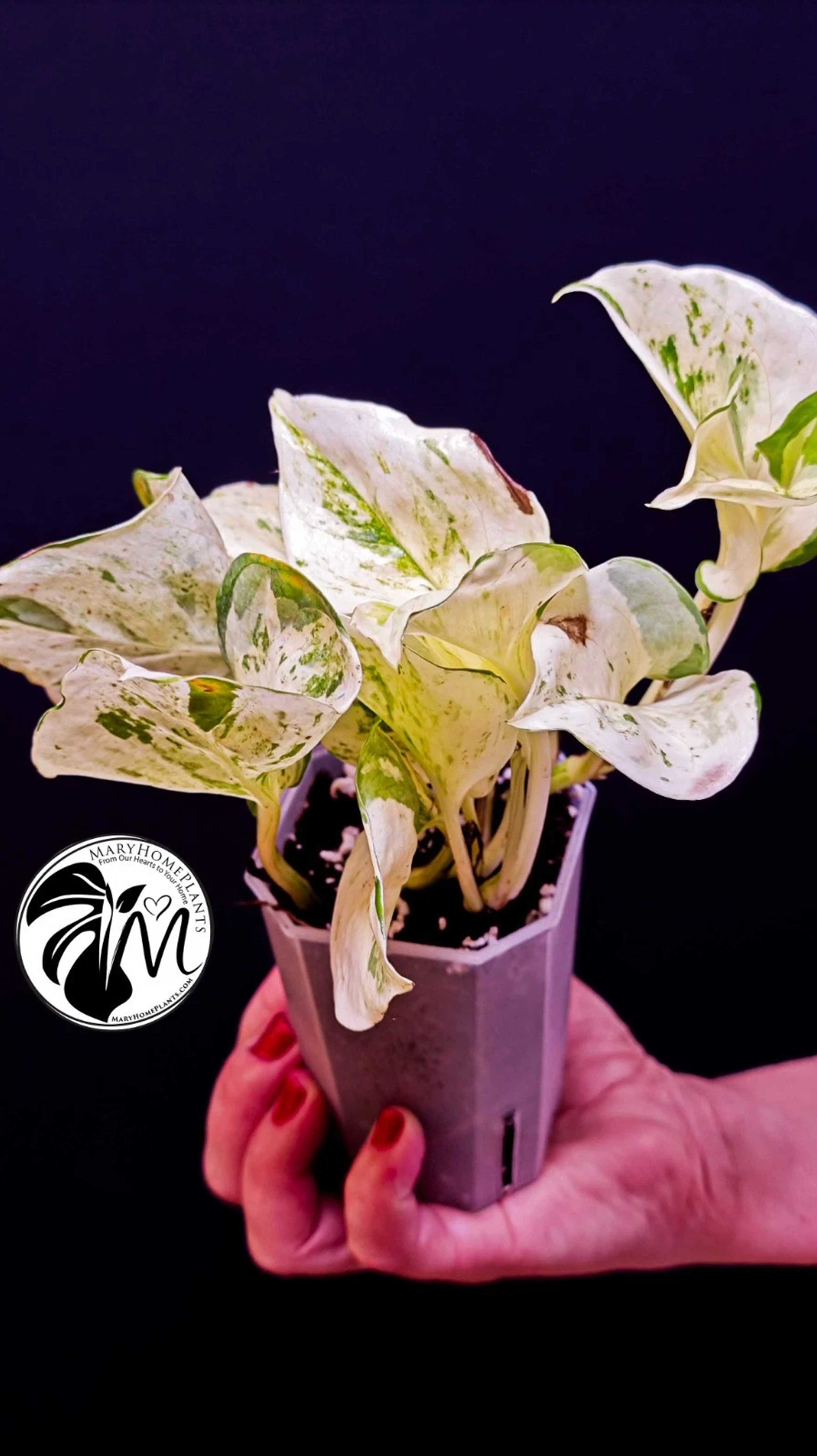 Epipremnum Happy Leaf Pothos