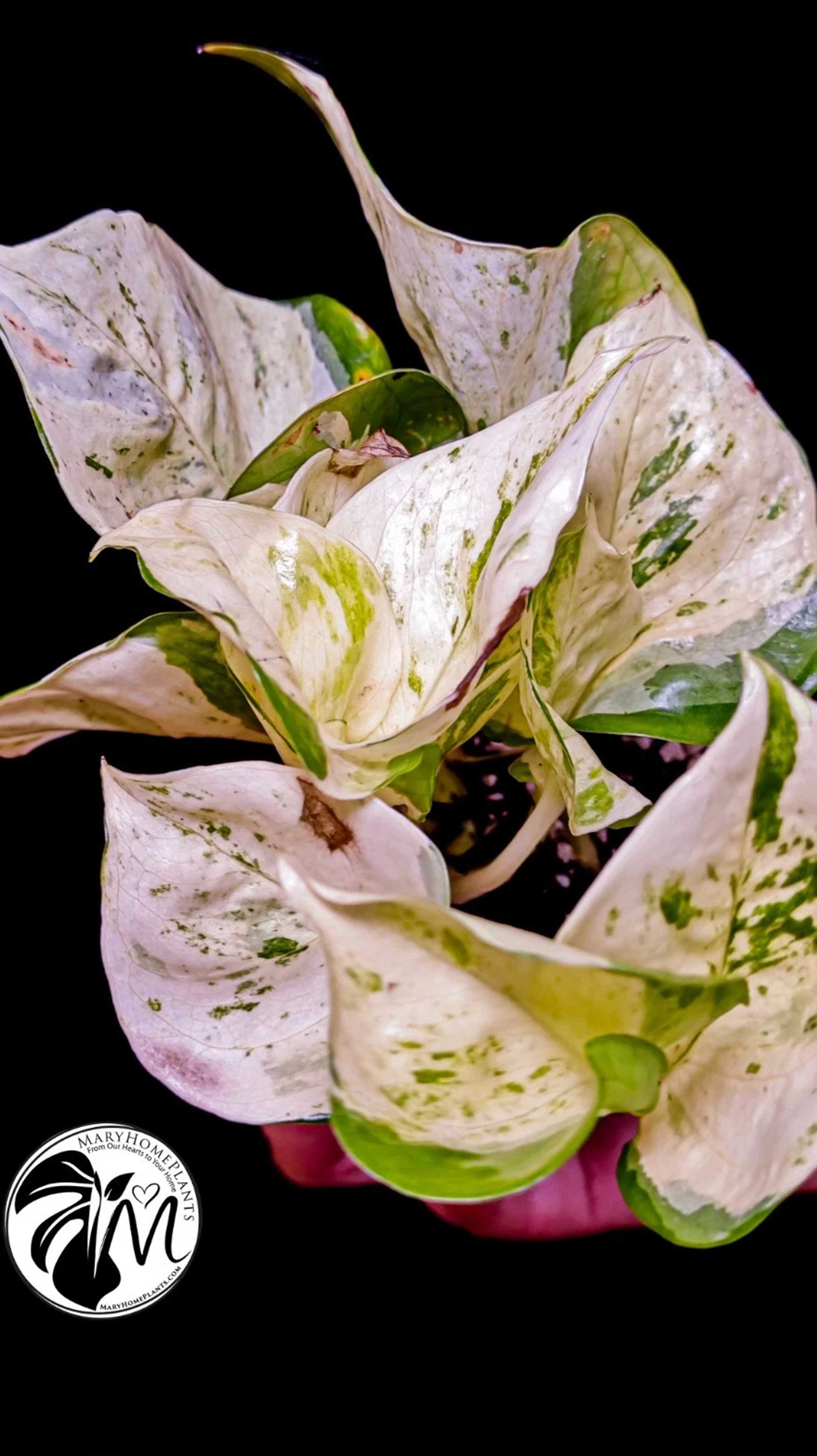 Epipremnum Happy Leaf Pothos