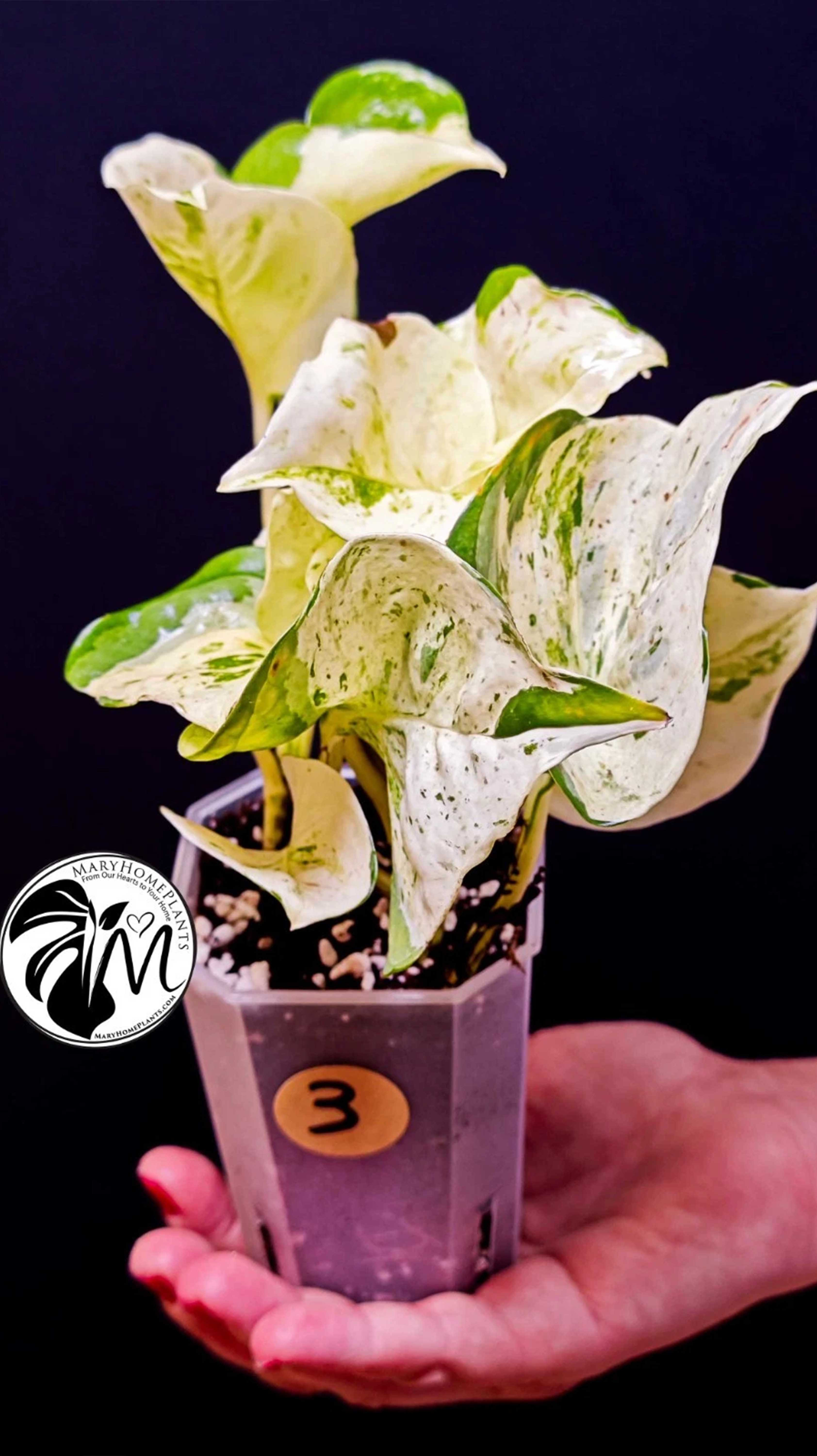 Epipremnum Happy Leaf Pothos