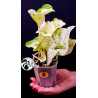 Epipremnum Happy Leaf Pothos