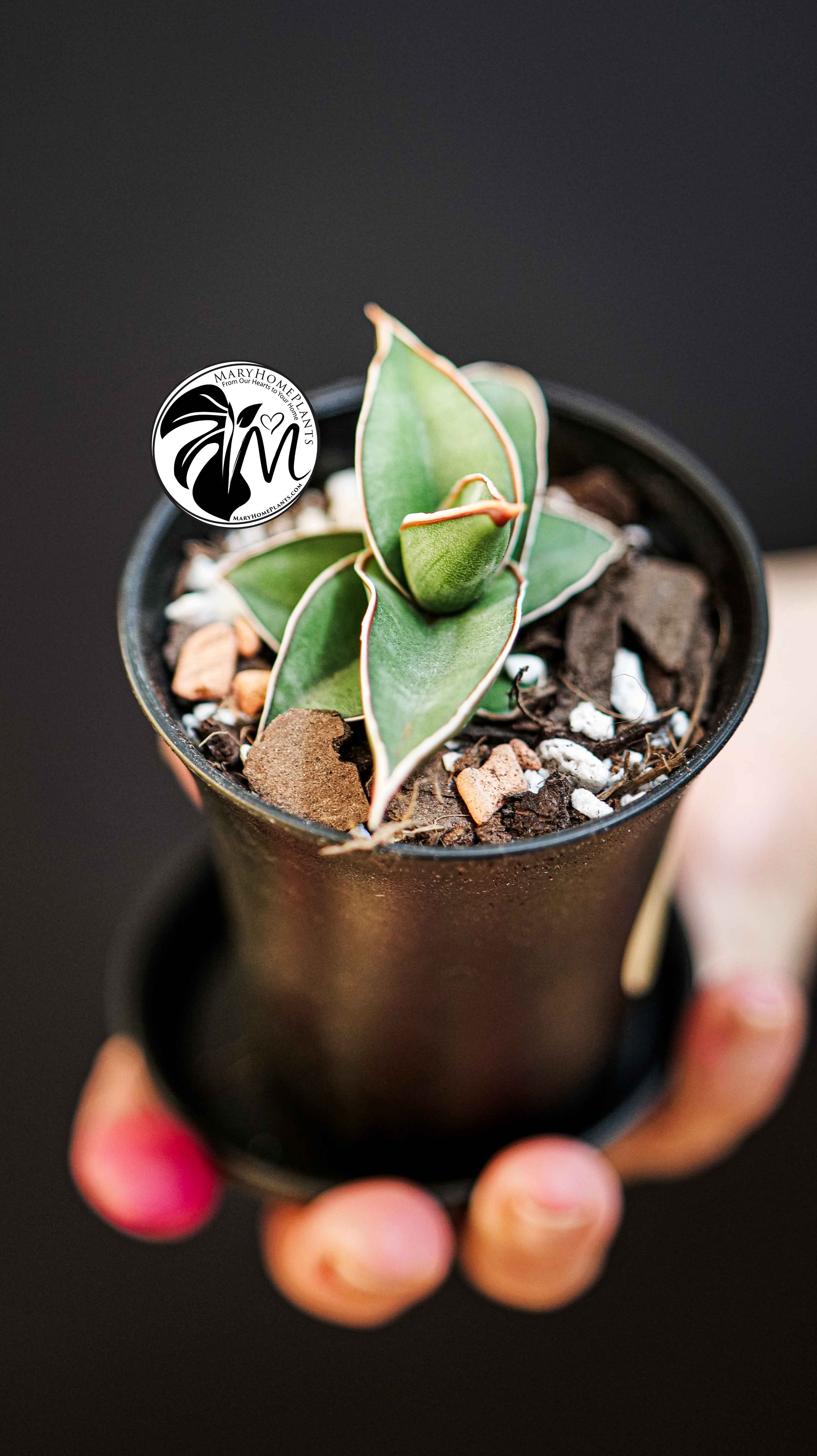 Sansevieria Almond Silver
