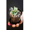 Sansevieria Almond Silver
