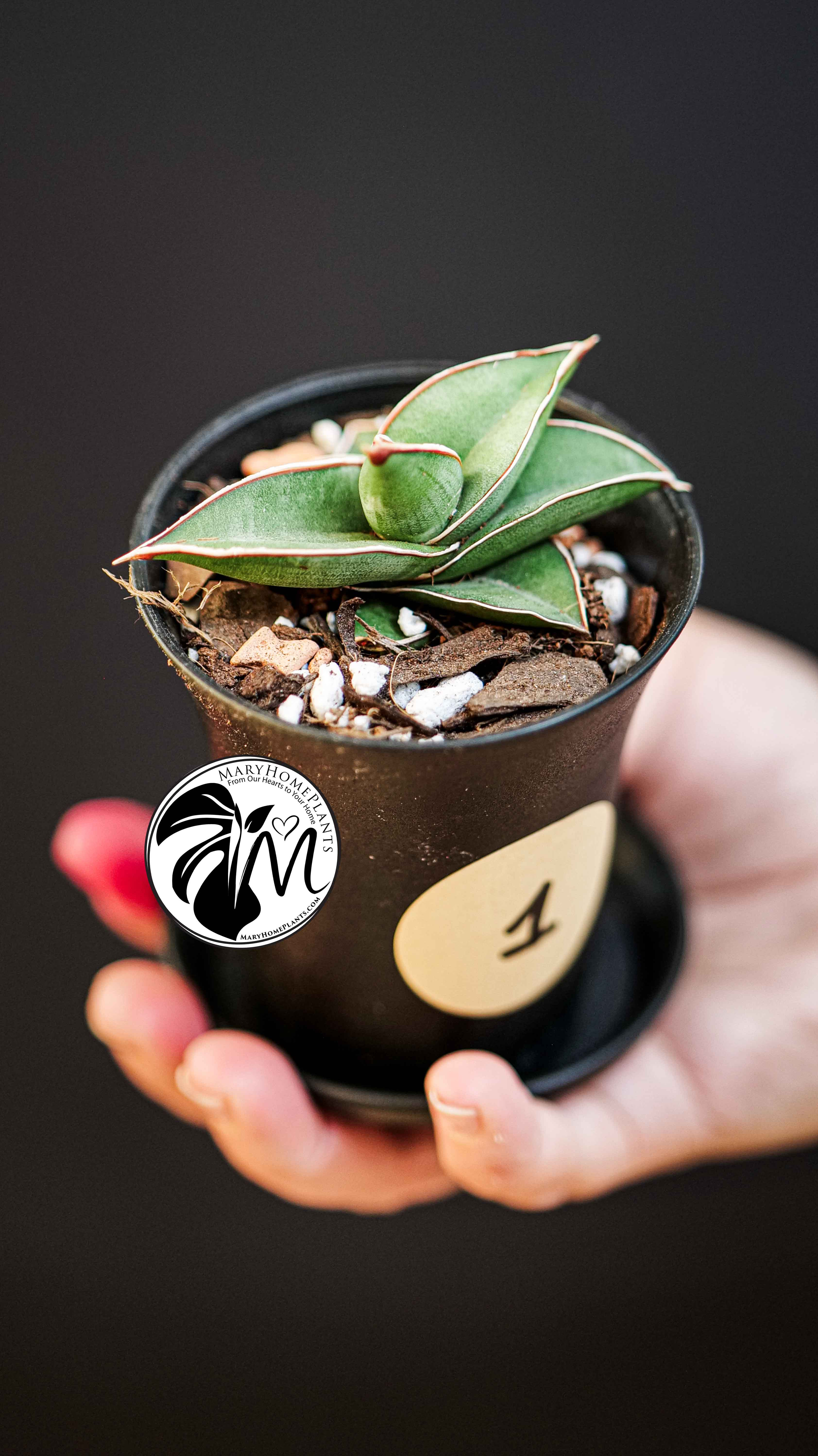 Sansevieria Almond Silver