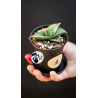 Sansevieria Almond Silver