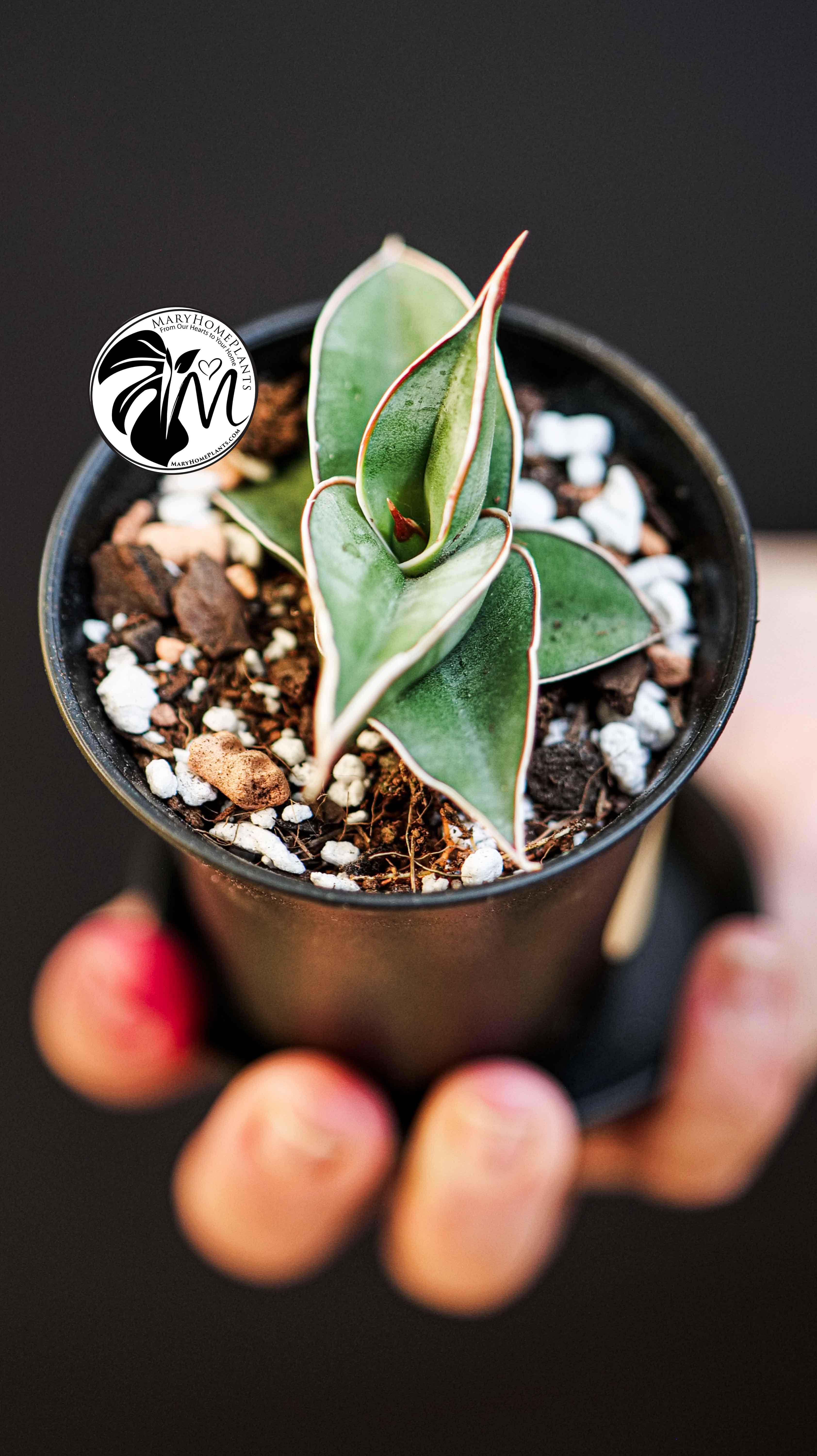 Sansevieria Almond Silver