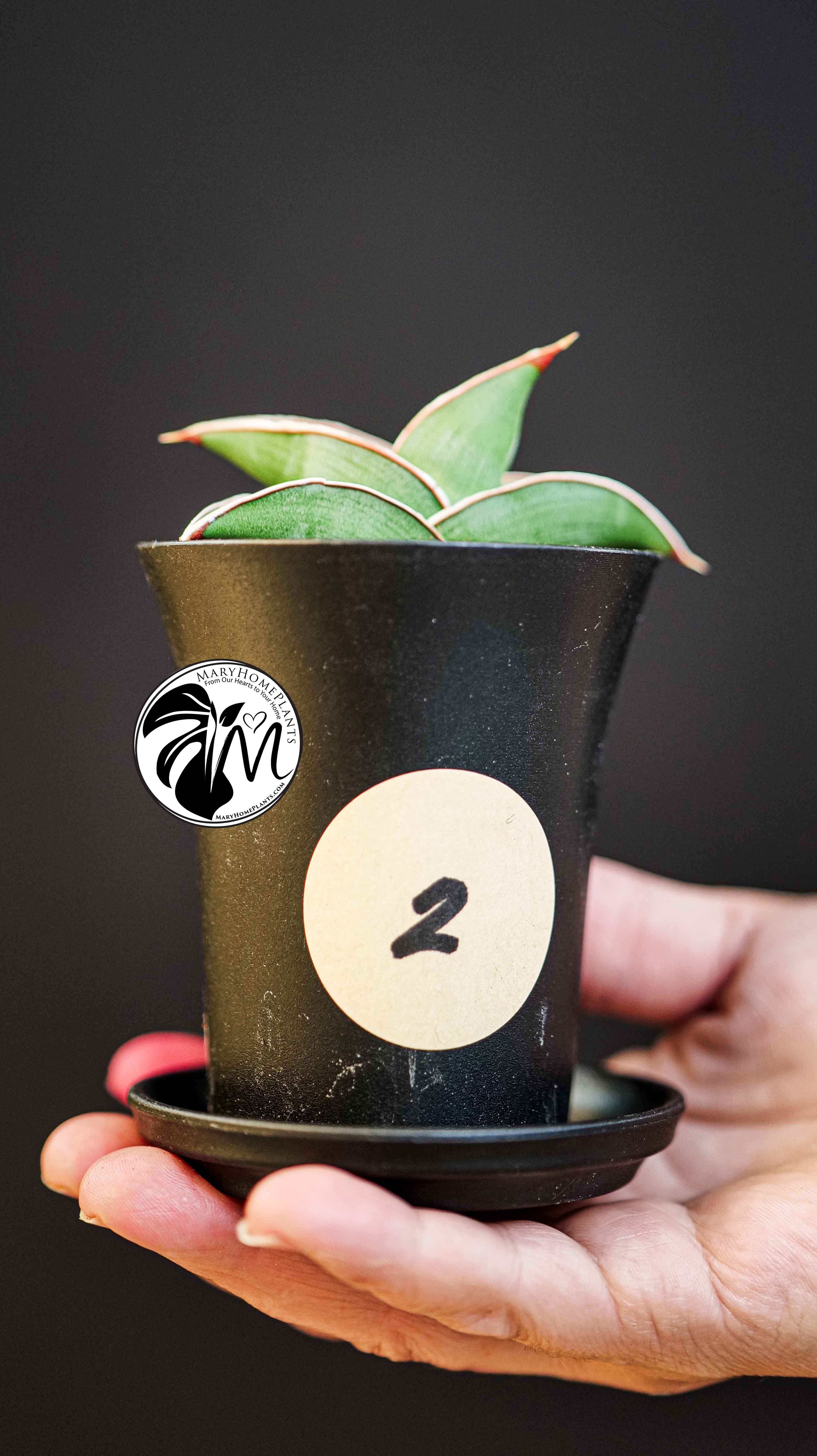Sansevieria Almond Silver